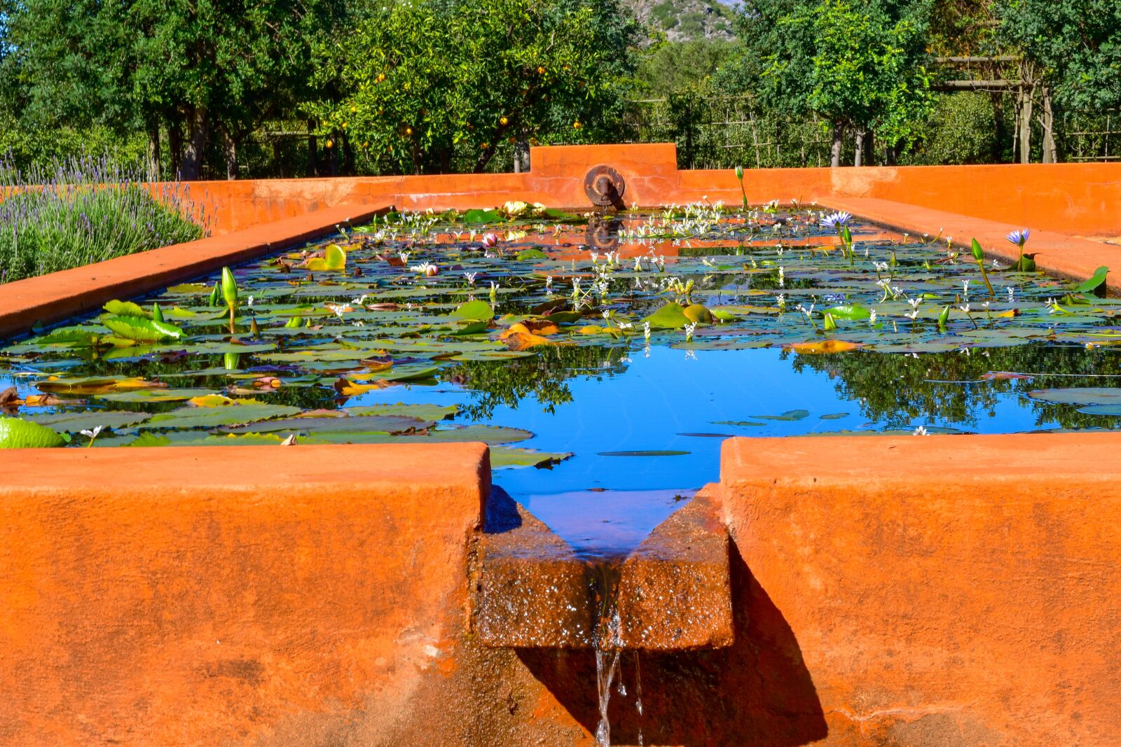 Nikon D5500 sample photo. Water, pond, water lily photography