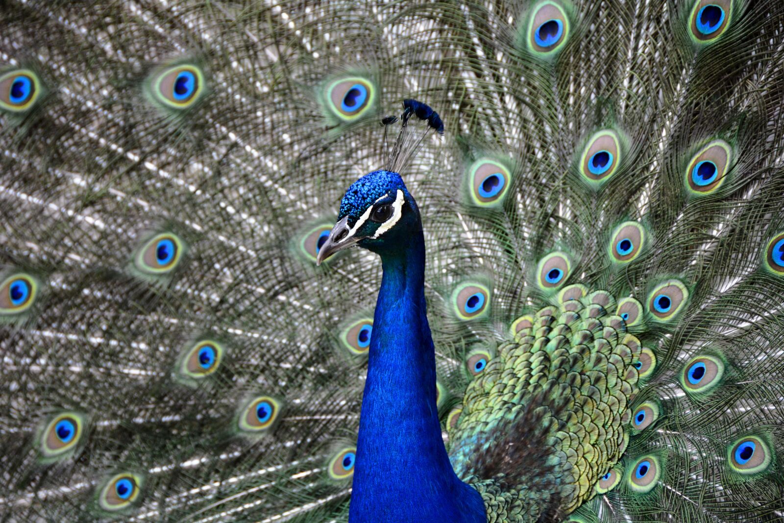 Nikon D7100 sample photo. Peacock, wheel, bird photography