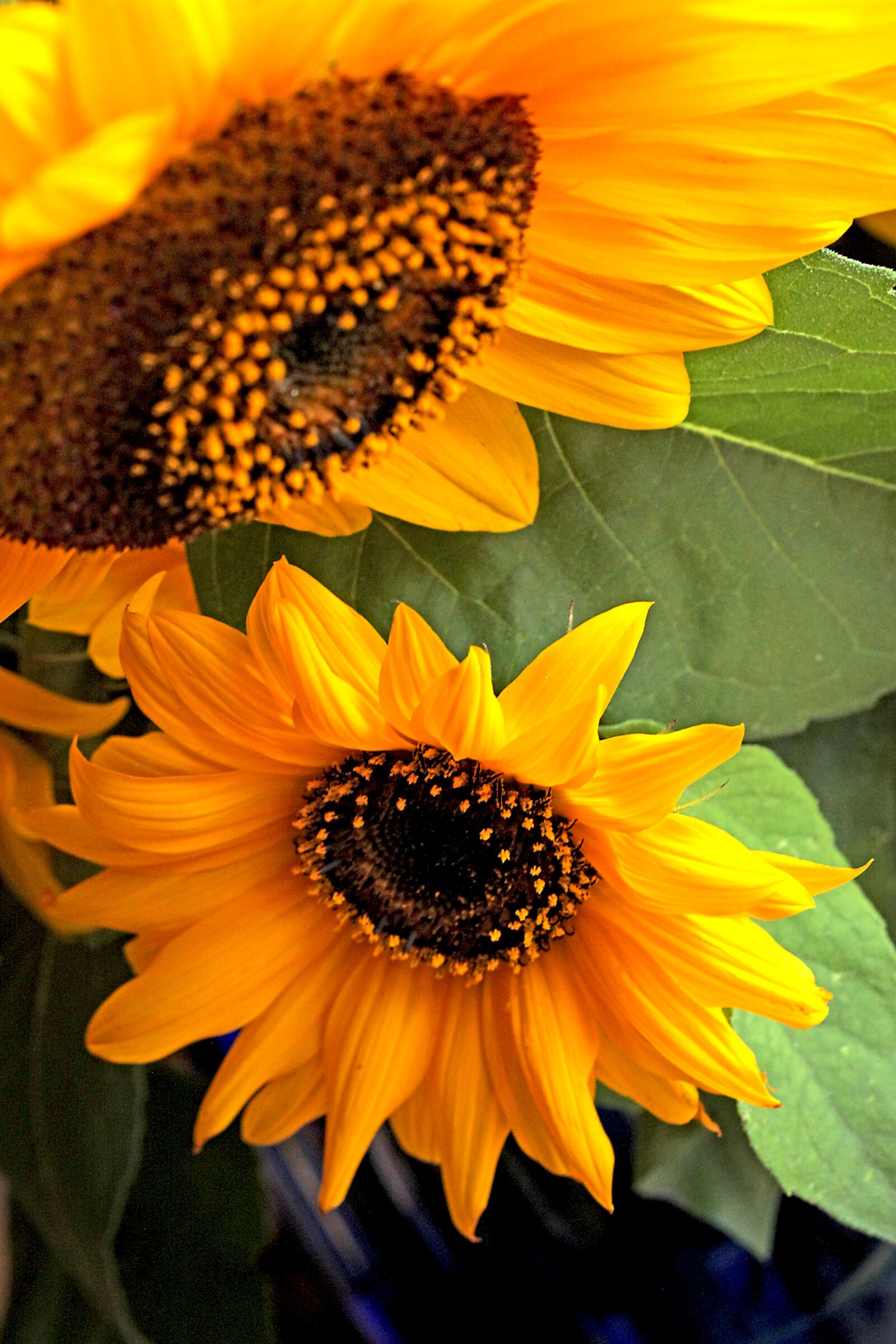 Canon EOS 5D Mark II sample photo. Sunflower, flower, flowering photography