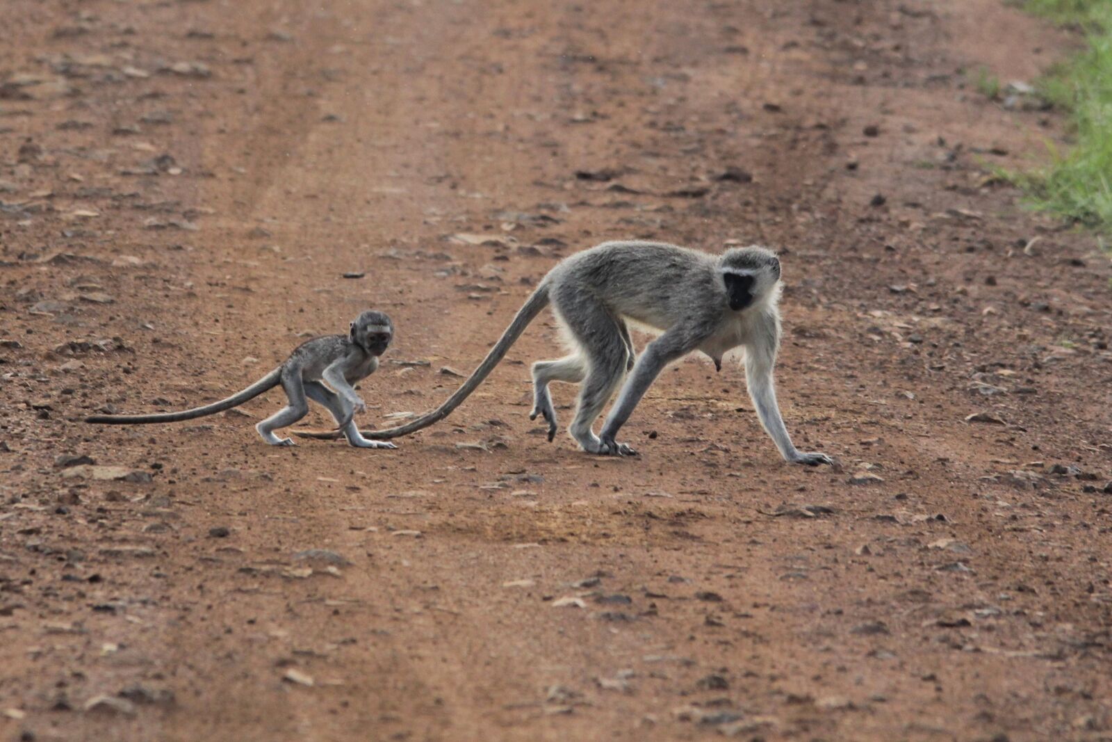 Canon EOS 60D sample photo. Blue, monkey, tail photography