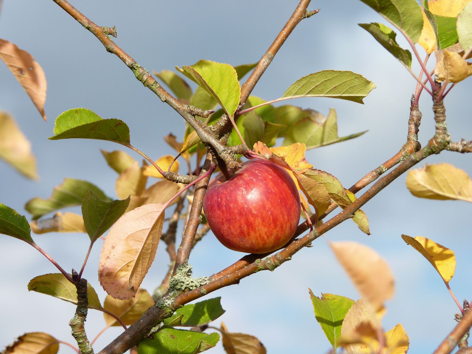 Panasonic Lumix DMC-FZ35 (Lumix DMC-FZ38) sample photo. Apple, autumn, harvest photography