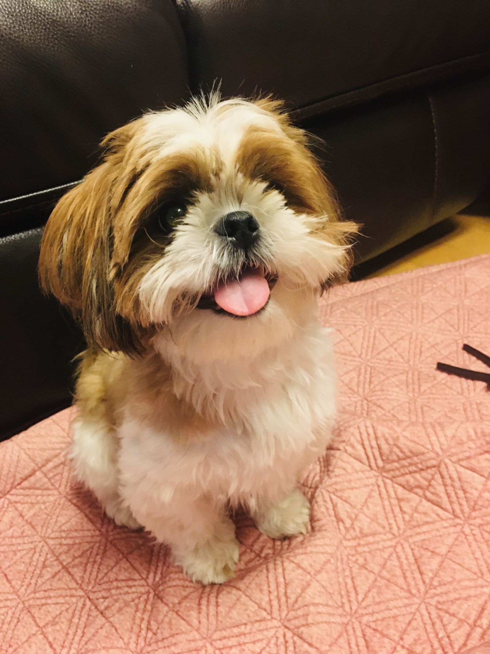 Apple iPhone 6s sample photo. Puppy, smiling, shih tzu photography