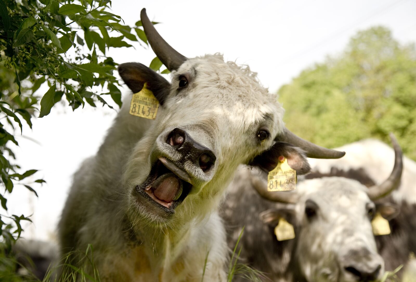 Canon EOS 6D sample photo. Yak, calf, beef photography