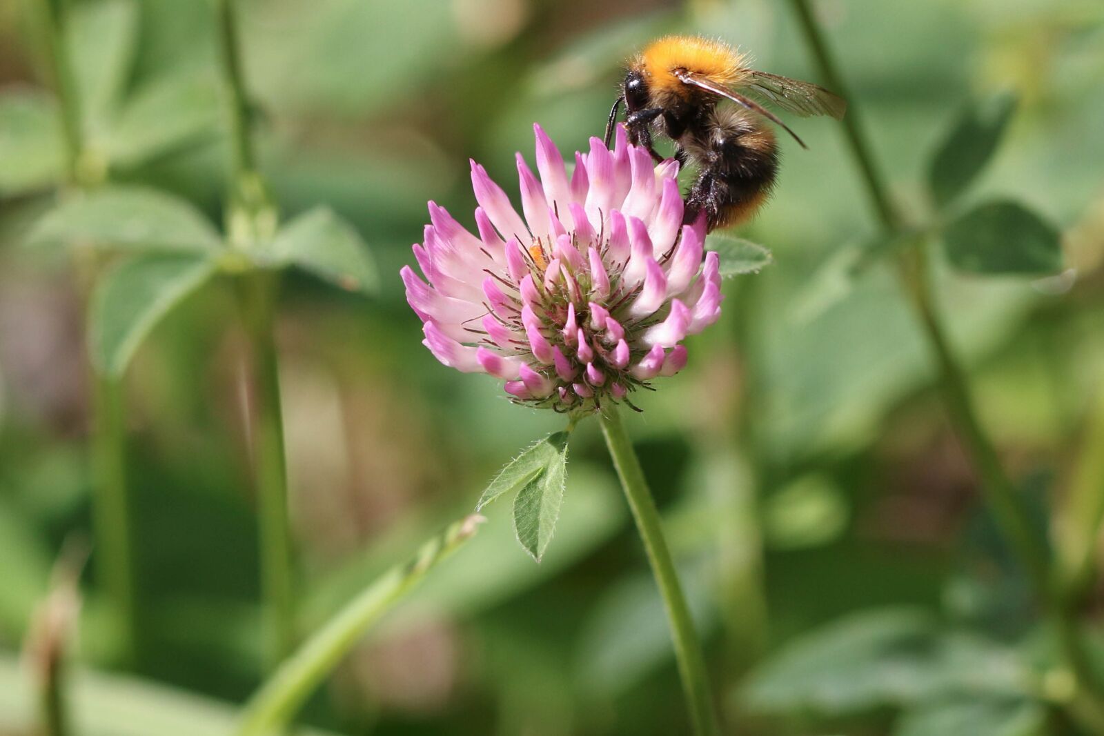 Canon EOS 7D Mark II sample photo. Bumblebee, insect, flower photography