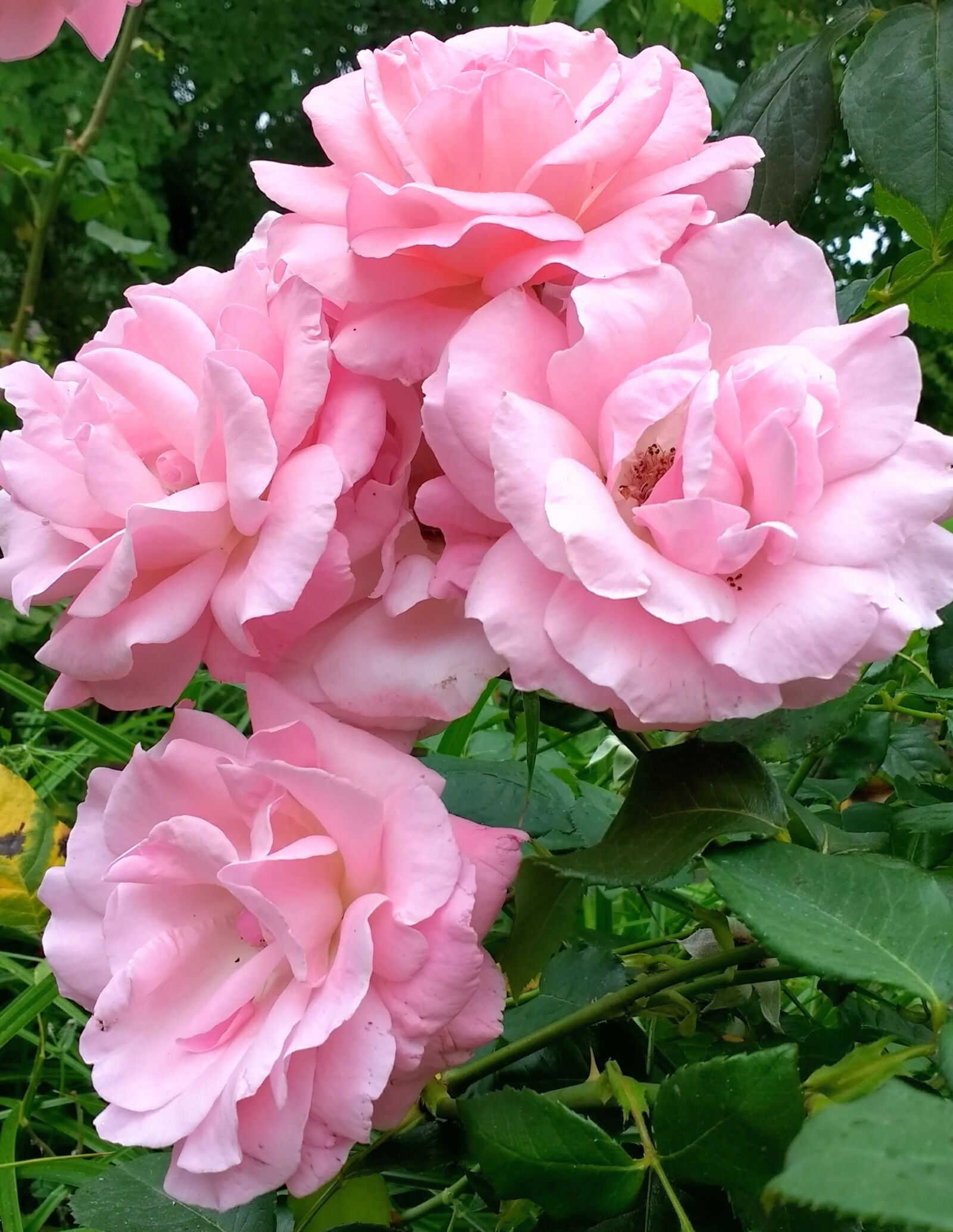 Motorola Moto G (4) sample photo. Rose, roses, pink photography