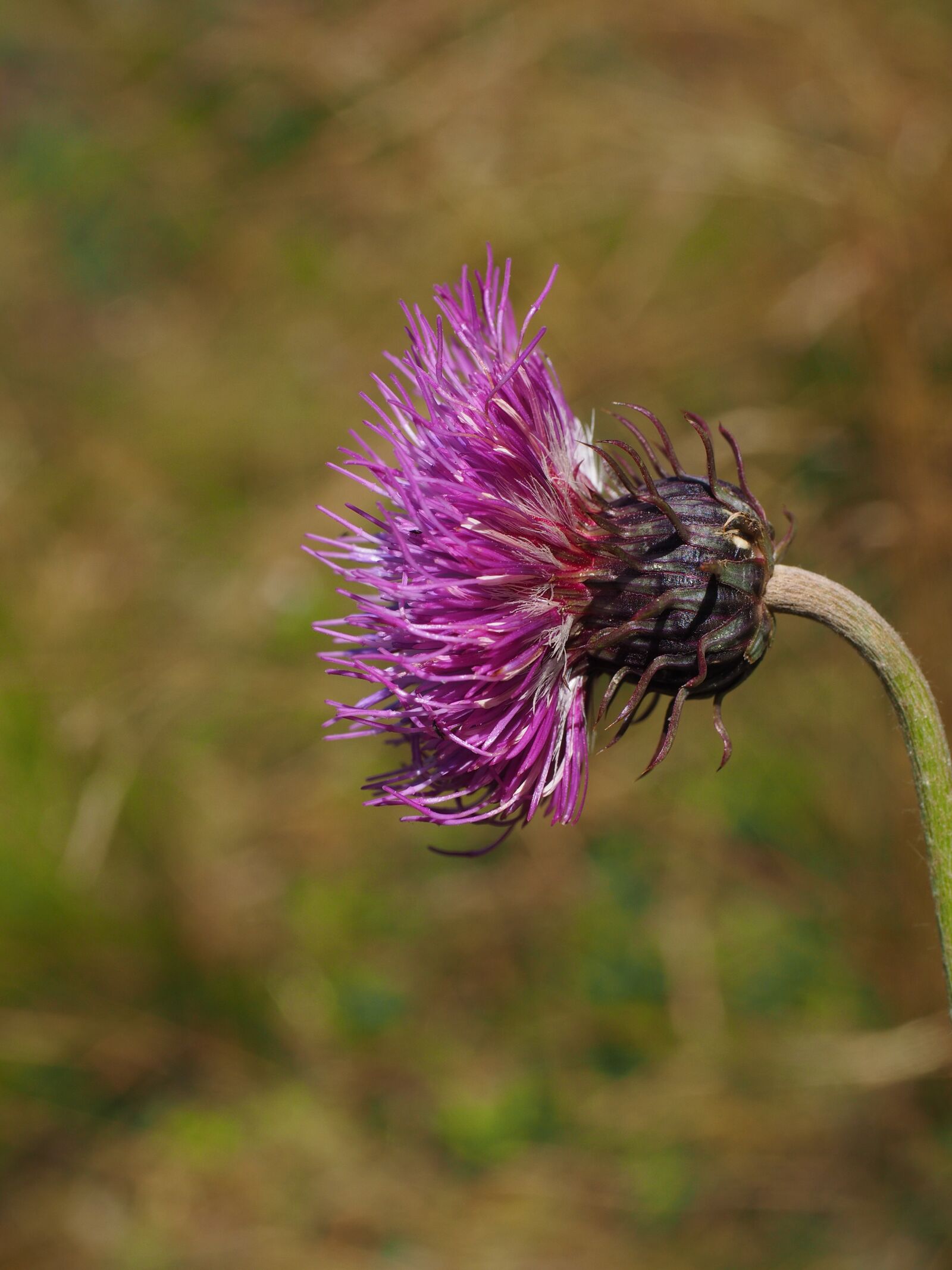 Olympus OM-D E-M1 + Olympus M.Zuiko Digital ED 12-40mm F2.8 Pro sample photo. Alpine thistle, blossom, bloom photography