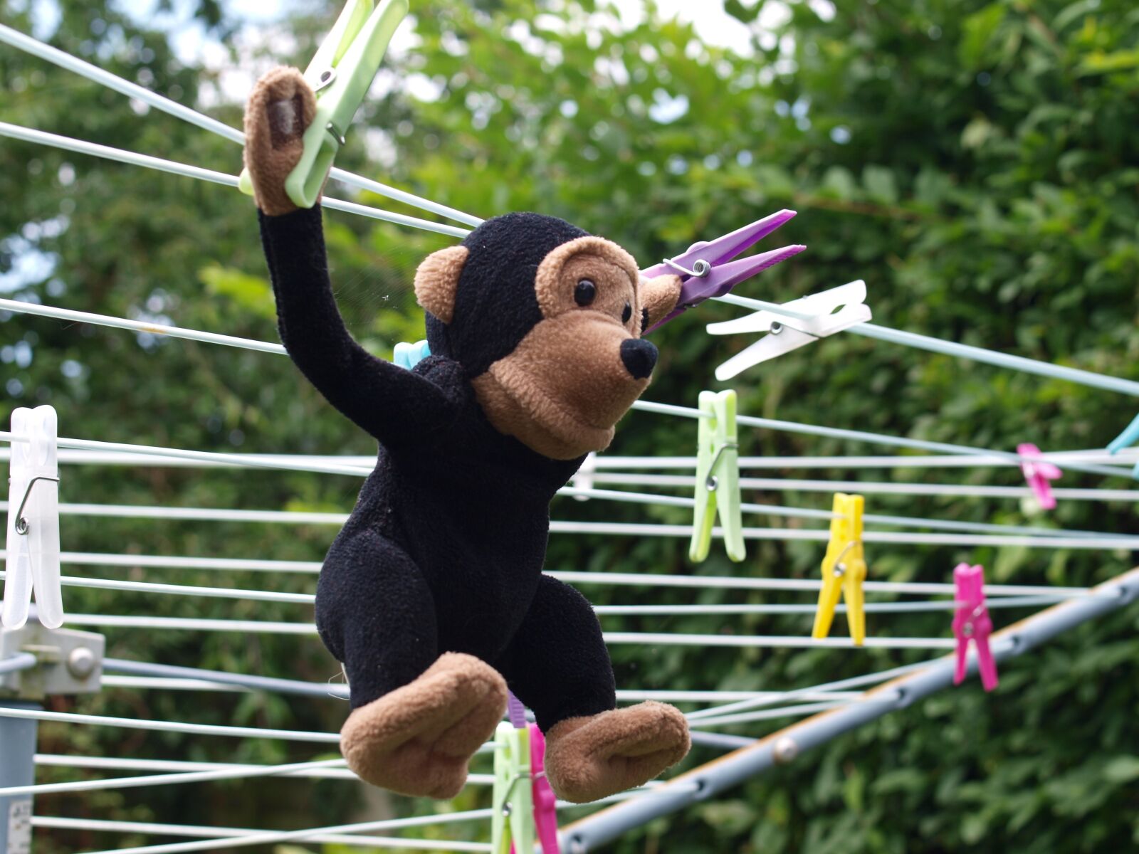 Olympus E-520 (EVOLT E-520) sample photo. Toy, chimp, washing photography