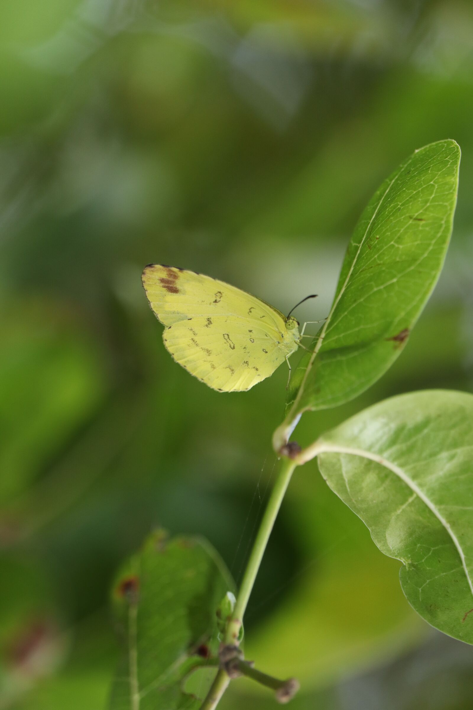 Canon EOS 250D (EOS Rebel SL3 / EOS Kiss X10 / EOS 200D II) sample photo. Kerala, butterfly, nature photography