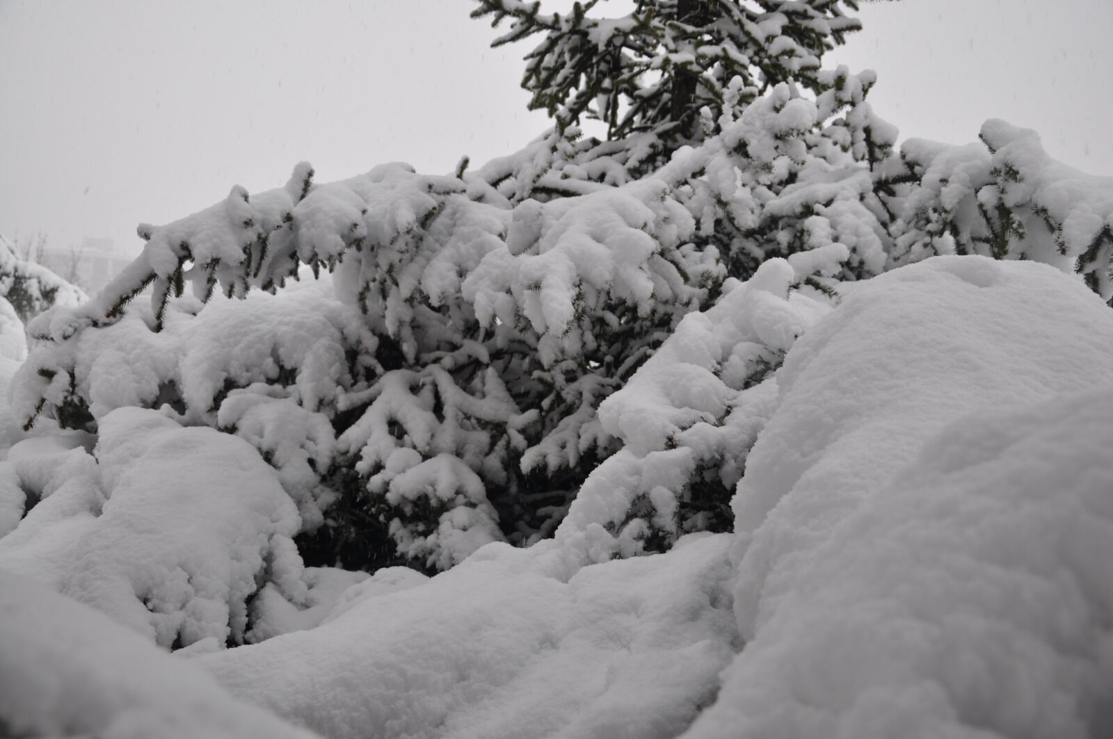 Nikon D90 sample photo. Snowy, winter, snow photography
