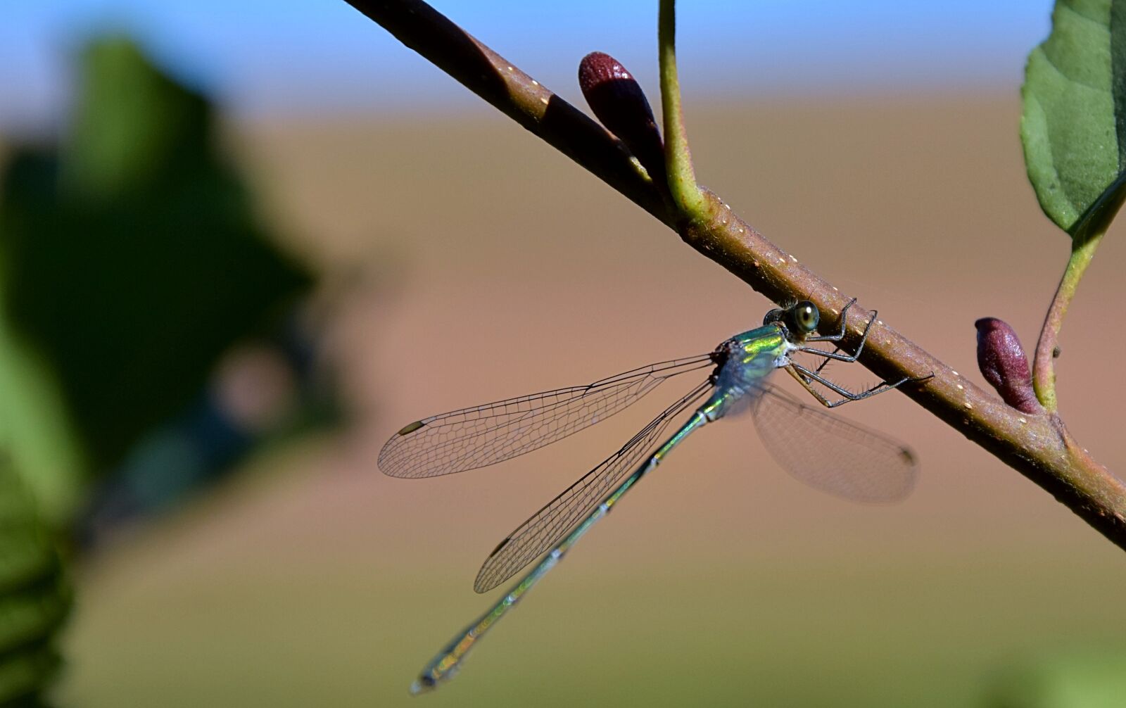 Nikon D7200 sample photo. Dragonfly, insect, wings photography
