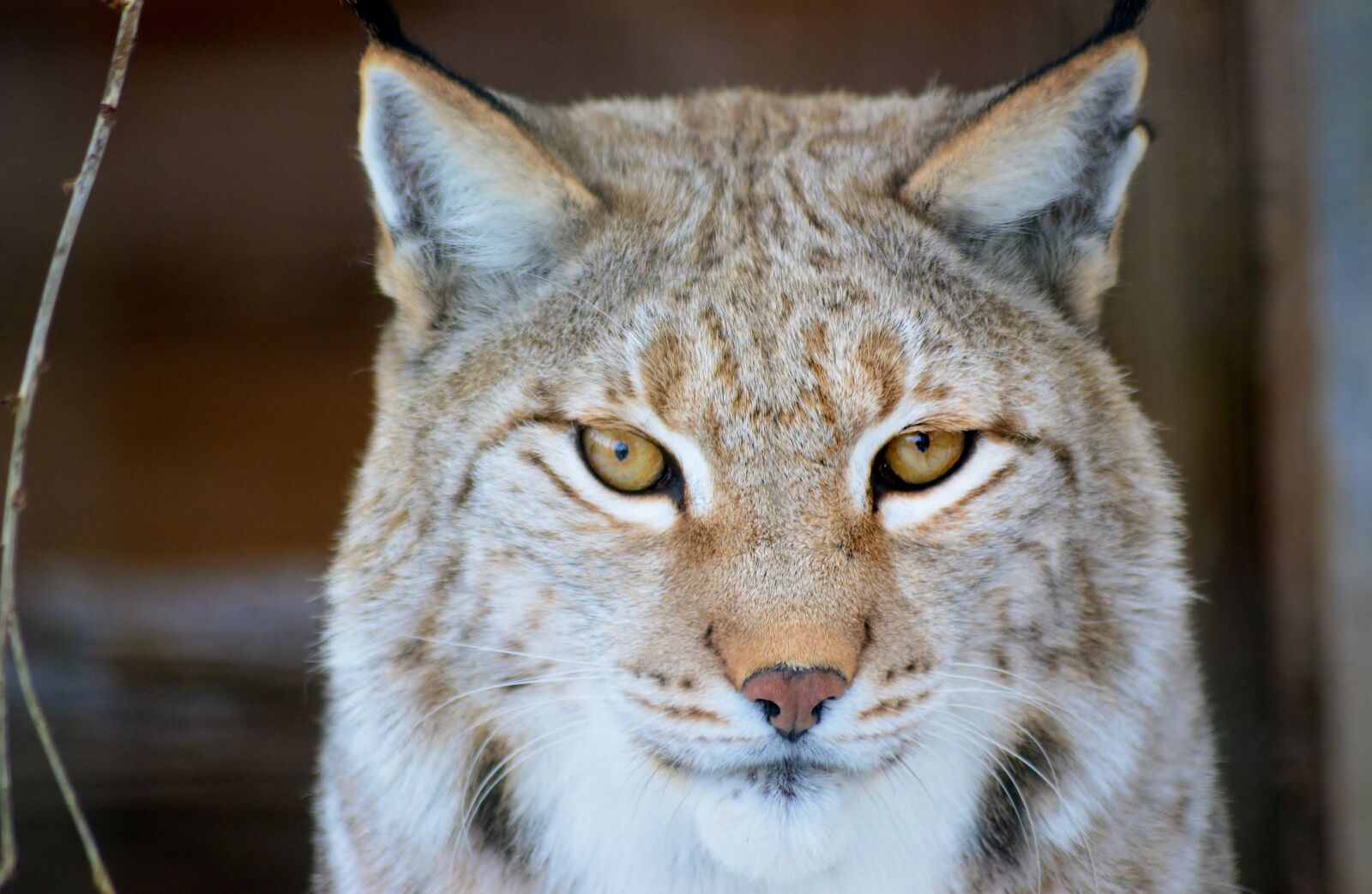 Nikon D5200 sample photo. Lynx, predator, nature photography