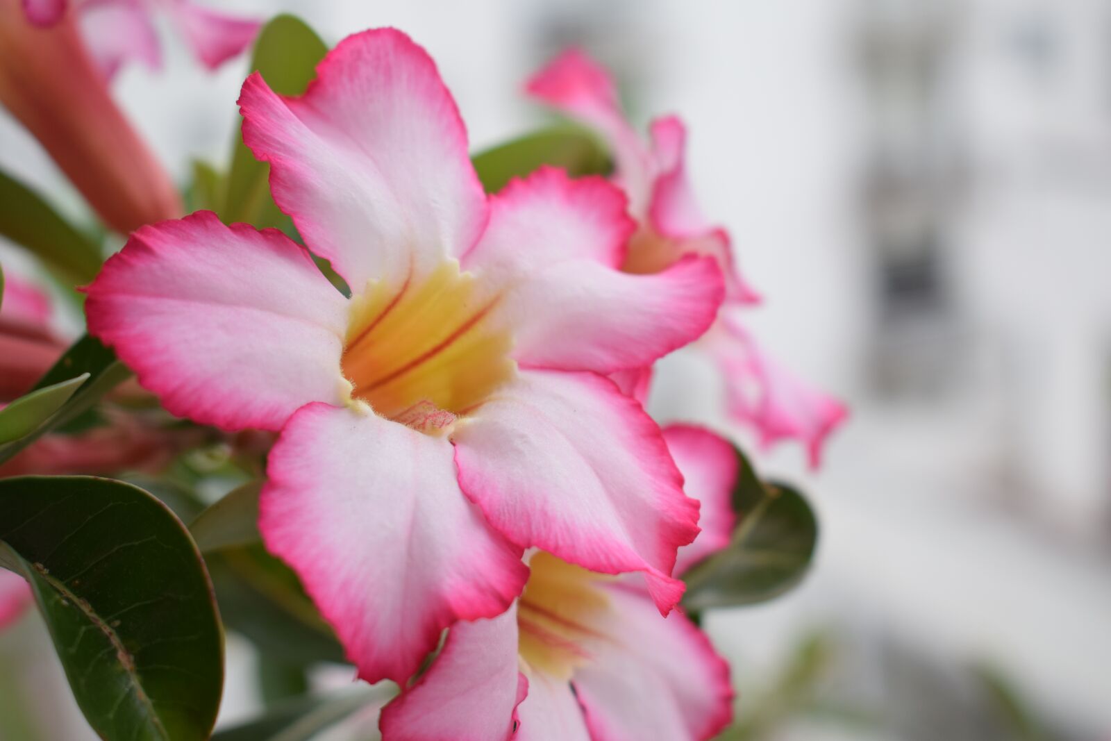 Nikon D5300 sample photo. Colombia, flowers, petals photography