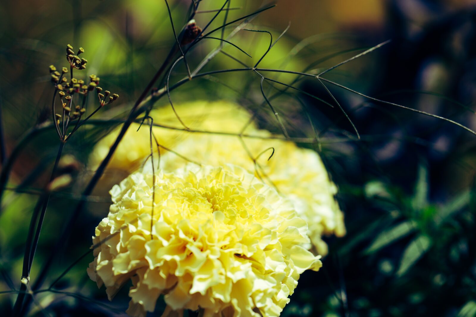 Canon EOS R sample photo. Flower, garden, yellow photography