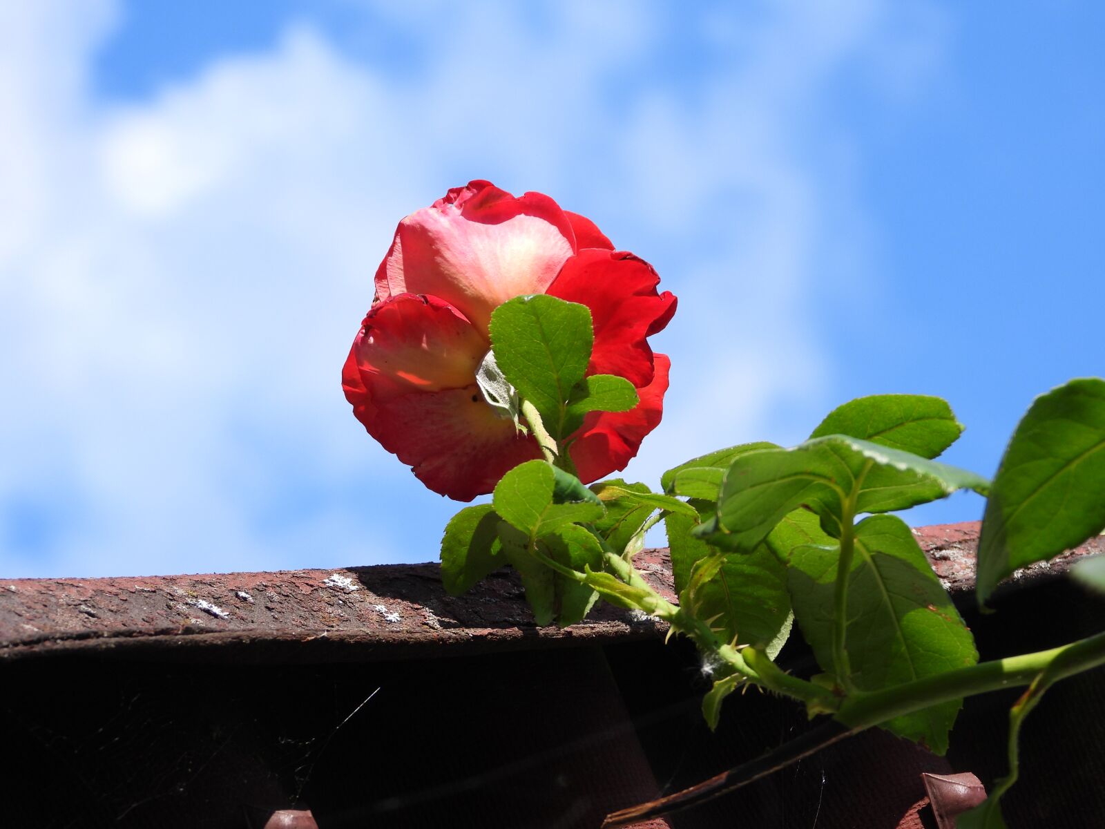 Nikon Coolpix P1000 sample photo. Rose, curly, flower photography