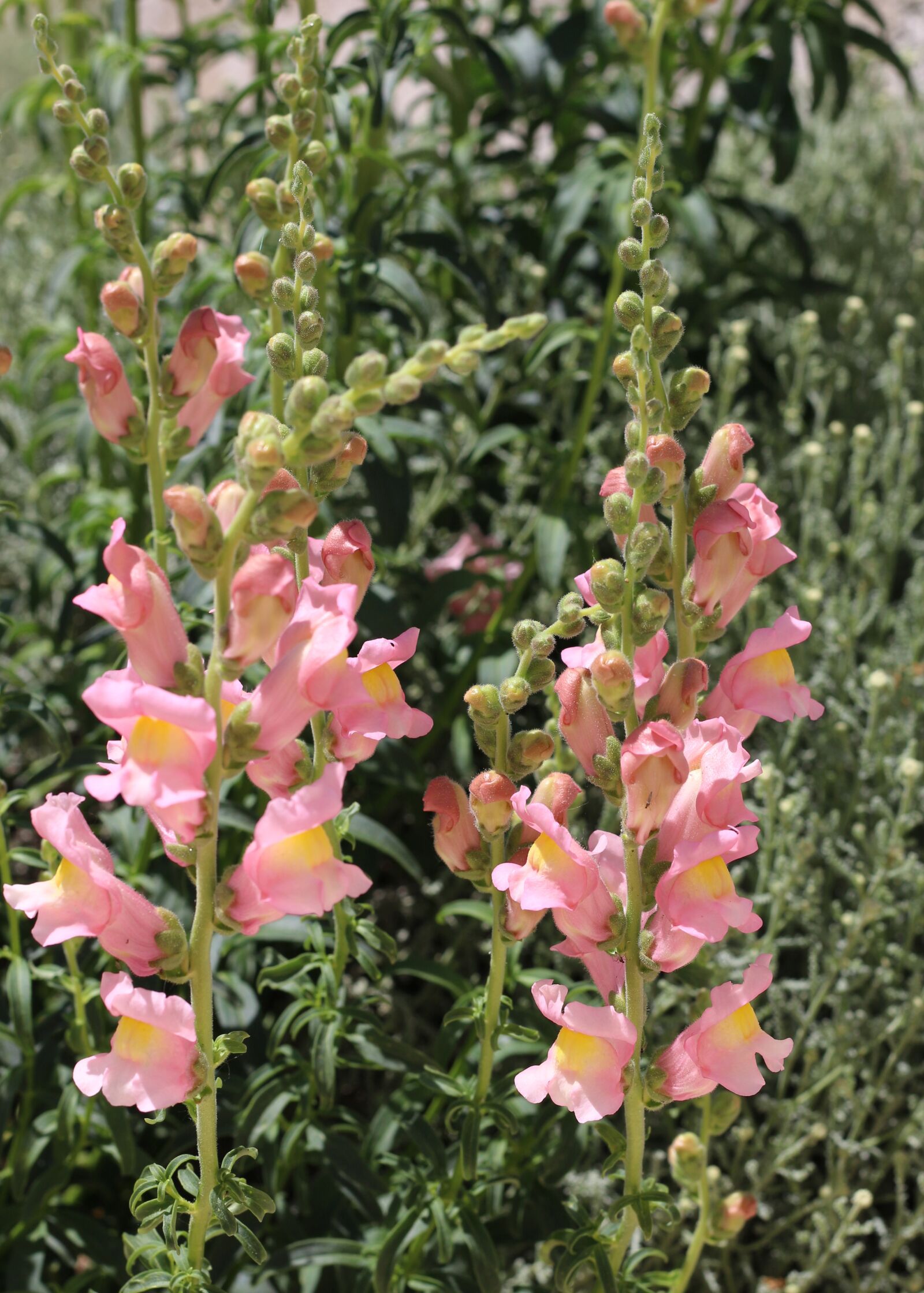 Canon EOS 700D (EOS Rebel T5i / EOS Kiss X7i) sample photo. Snapdragon, flowers, pink flowers photography