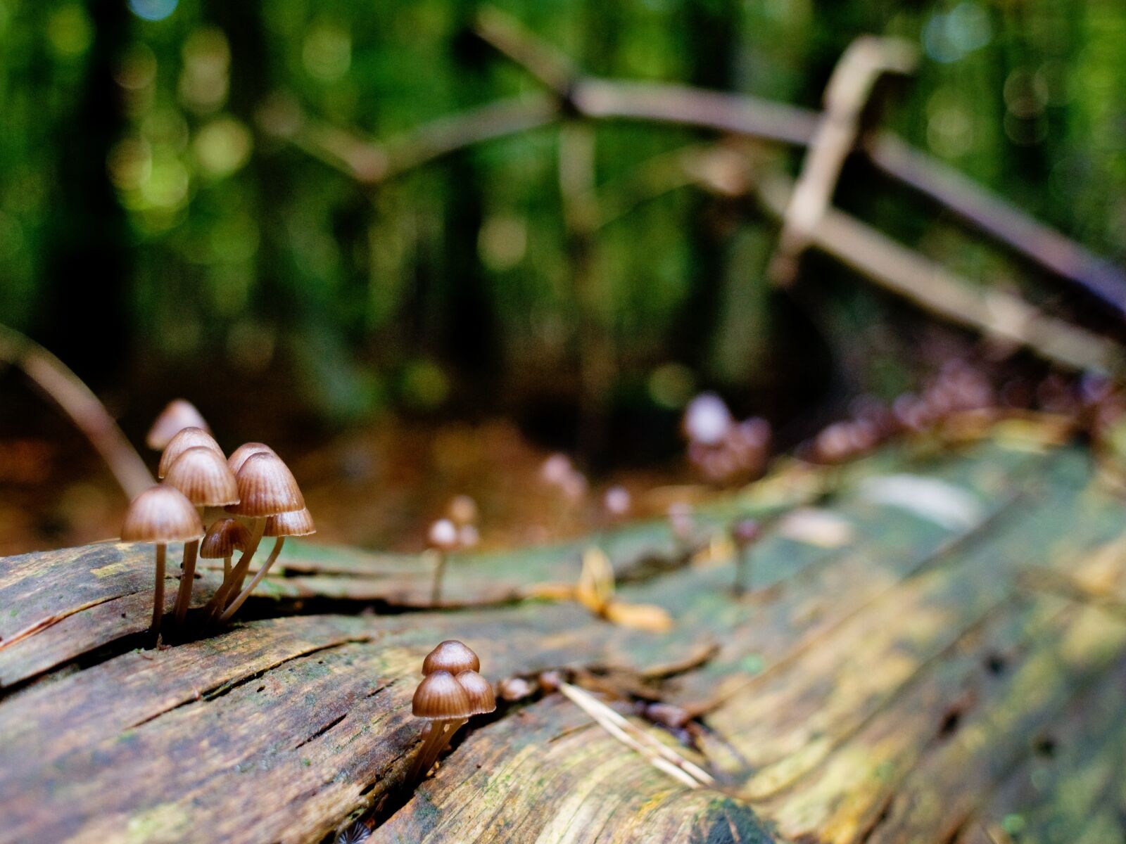 Nikon D90 sample photo. Mushrooms, forest, log photography