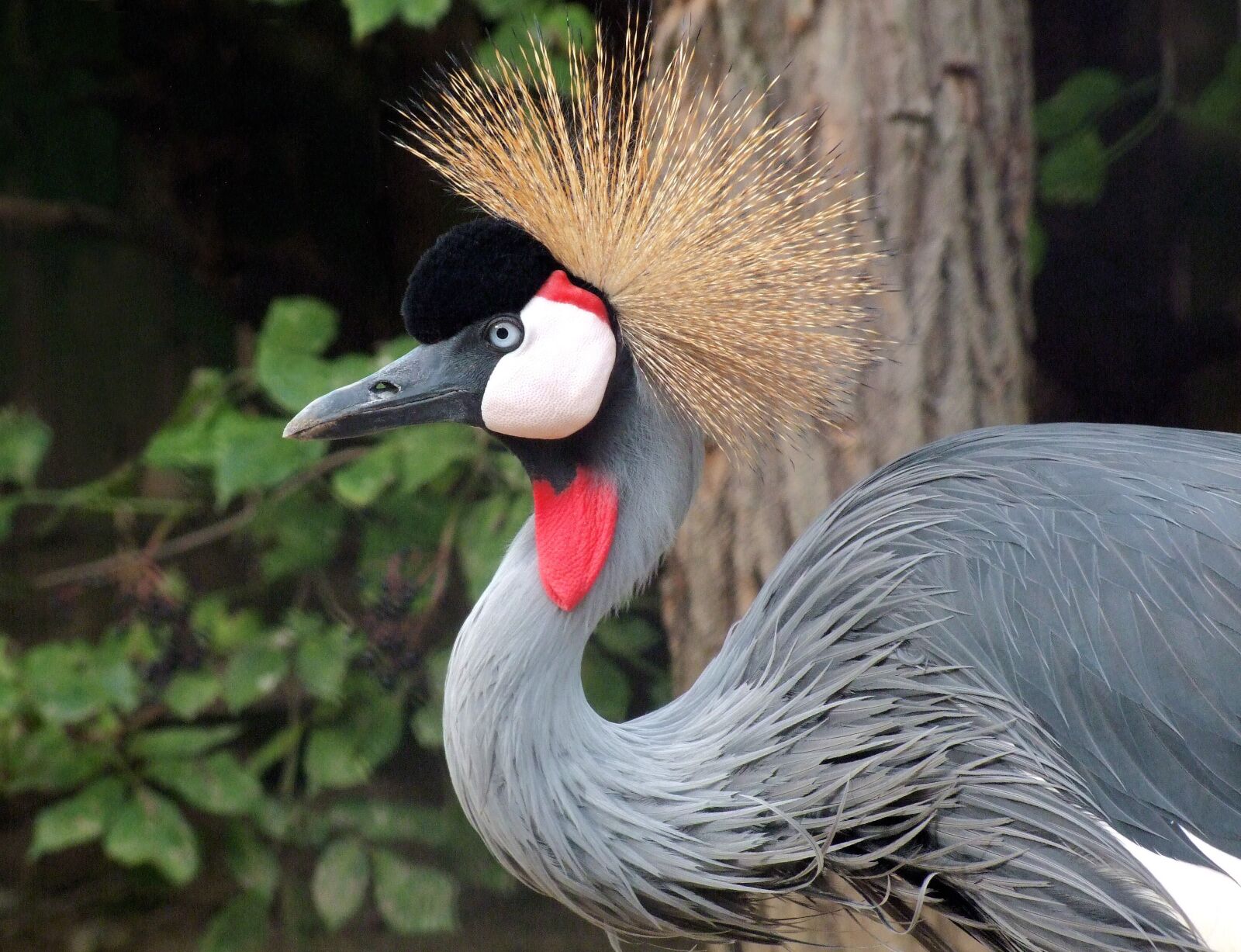 Fujifilm FinePix S100fs sample photo. Crowned crane, water bird photography