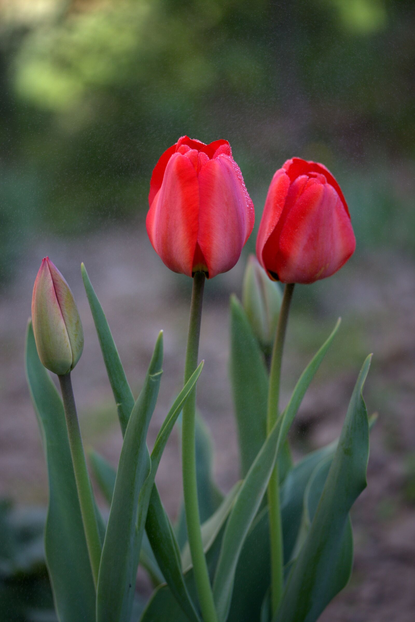 Canon EOS 700D (EOS Rebel T5i / EOS Kiss X7i) sample photo. Tulips, red, rain photography
