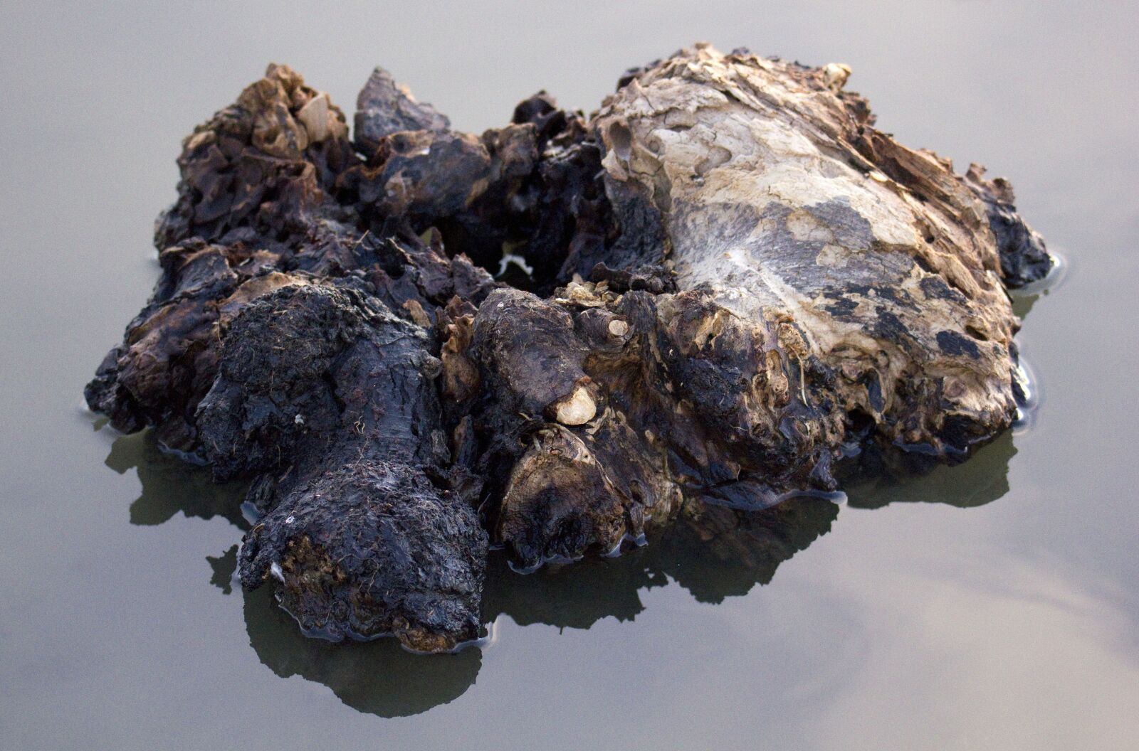 Canon EOS 550D (EOS Rebel T2i / EOS Kiss X4) sample photo. Water, reflection, weathered photography