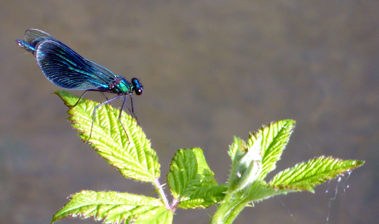 Panasonic DMC-FZ72 sample photo. Dragonfly, demoiselle, insect photography
