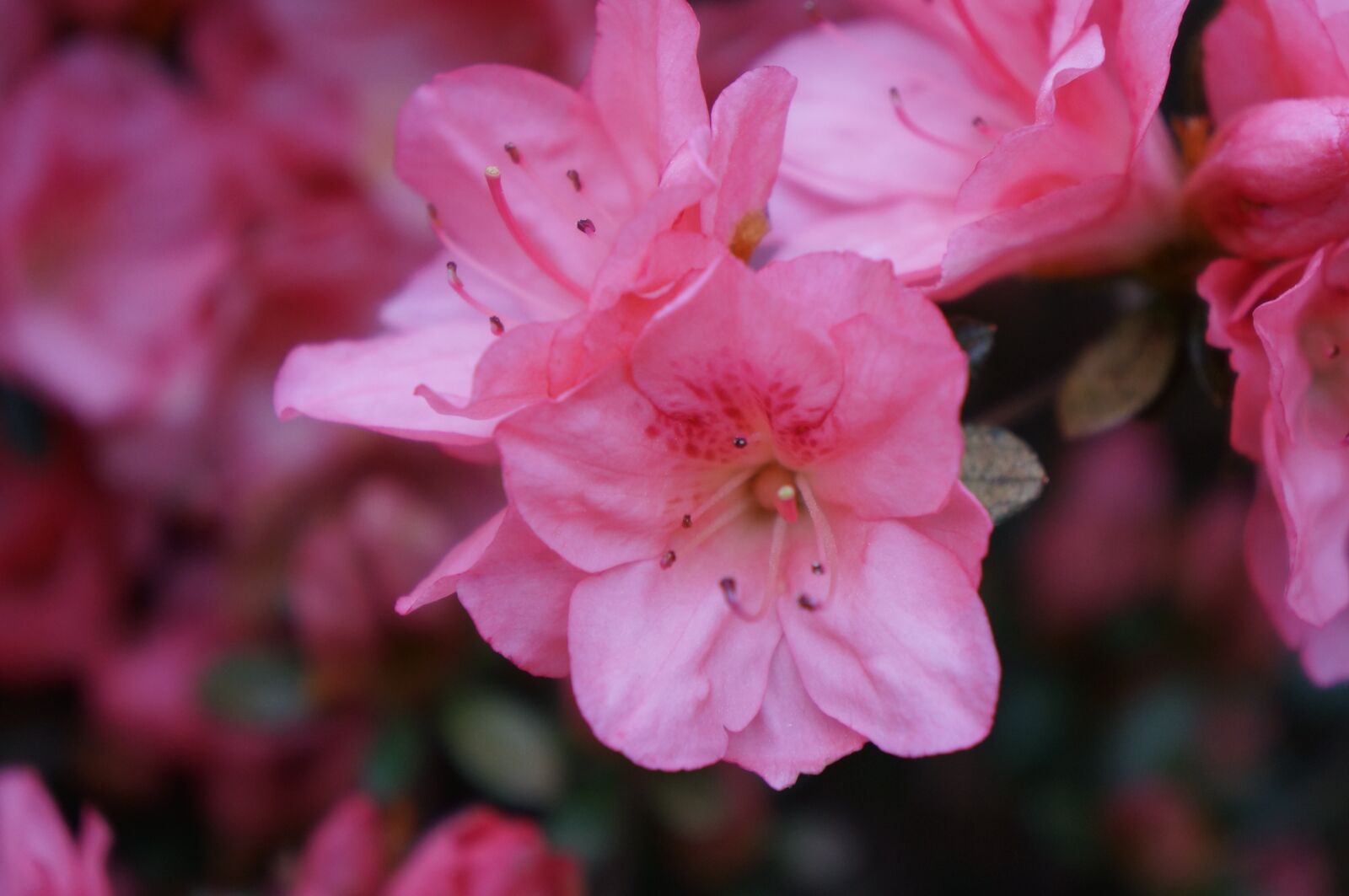 Sony Alpha NEX-5R + Sony E 18-55mm F3.5-5.6 OSS sample photo. Pink, flower, spring photography