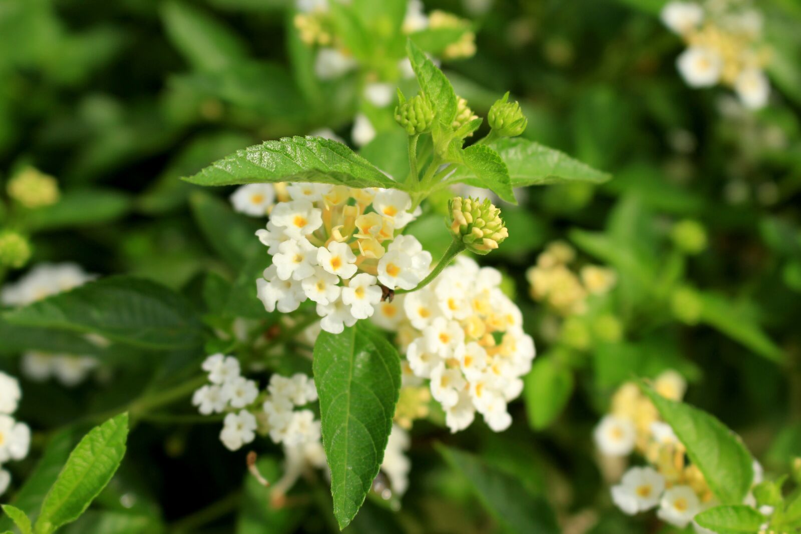Canon EOS 700D (EOS Rebel T5i / EOS Kiss X7i) sample photo. Flowers, tropical, blossom photography