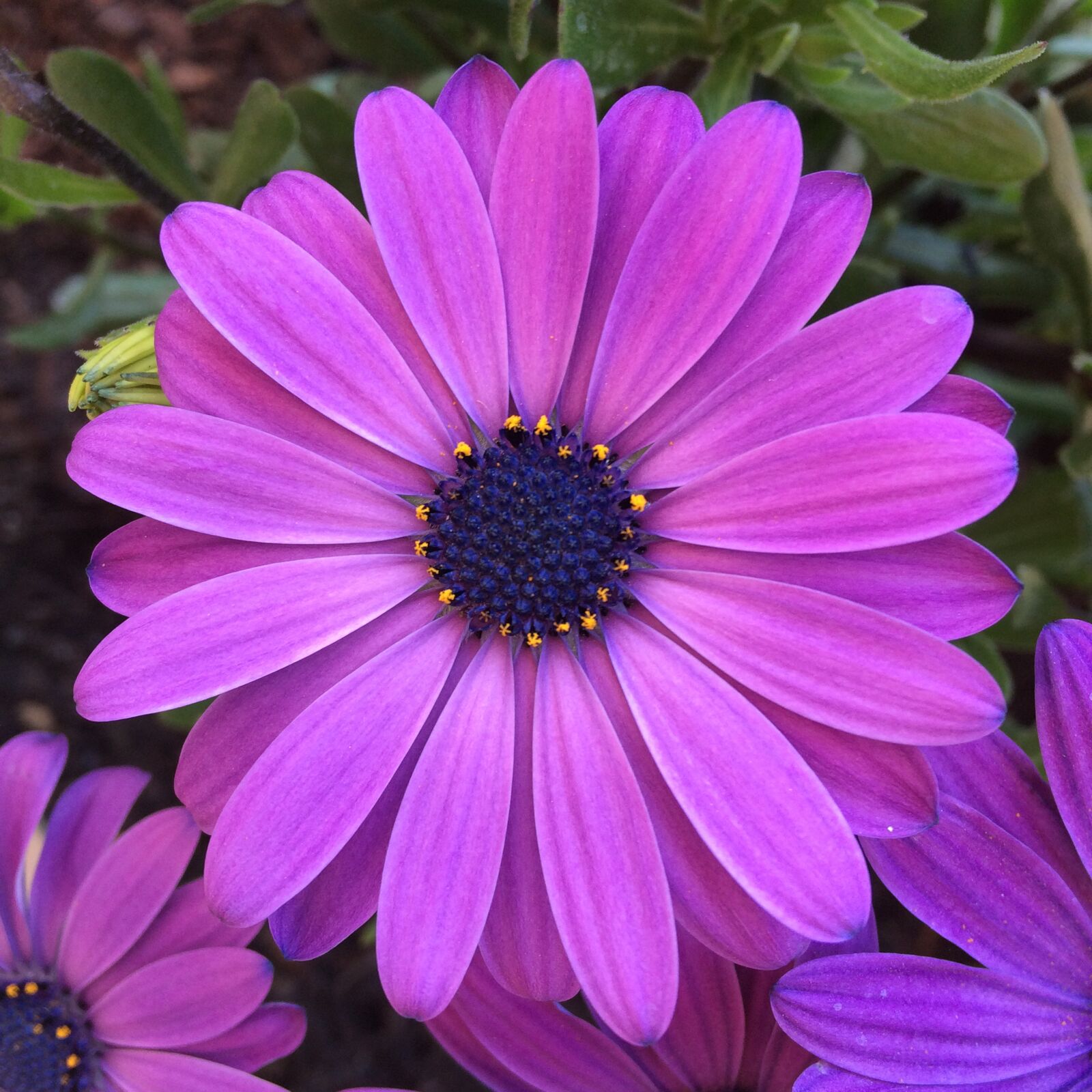 iPhone 5s back camera 4.15mm f/2.2 sample photo. Flowers, san isidro, san photography