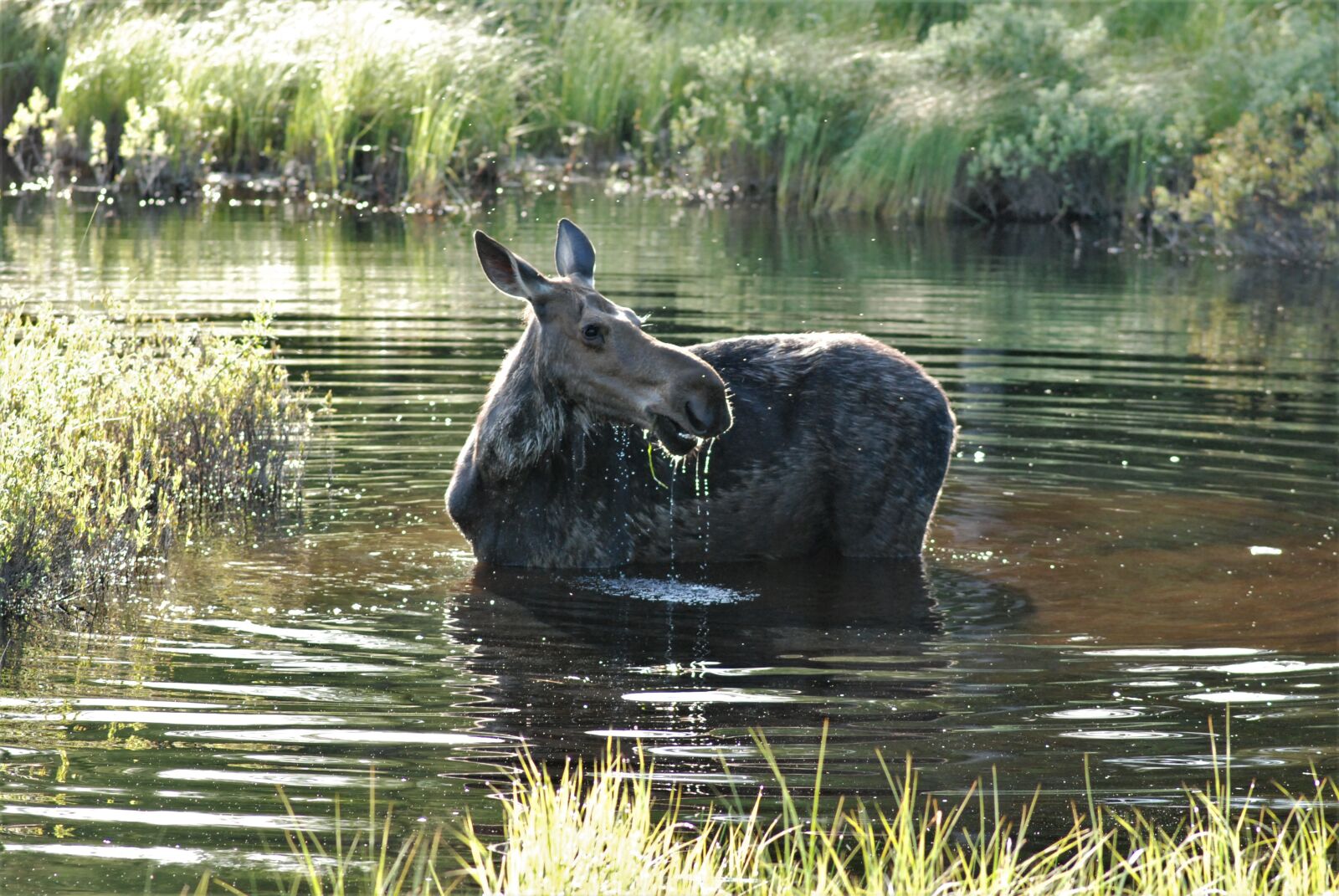 Nikon D80 sample photo. Moose, wetlands, summer photography