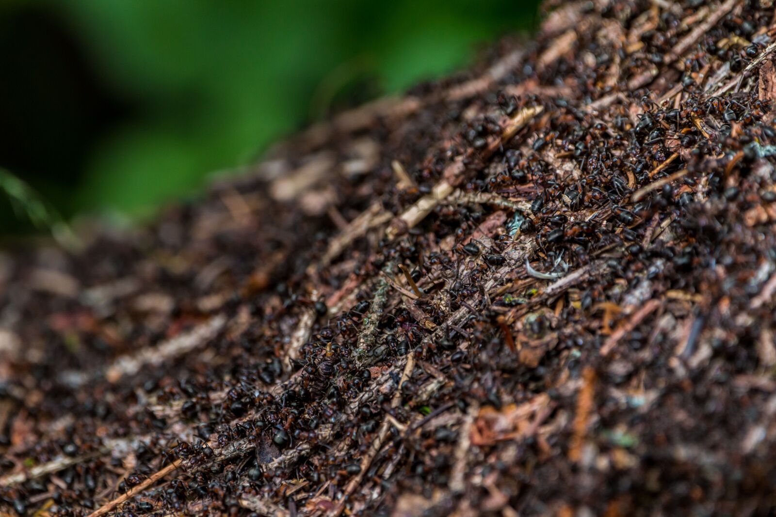 150-600mm F5-6.3 DG OS HSM | Contemporary 015 sample photo. Ants, anthill, forest ant photography