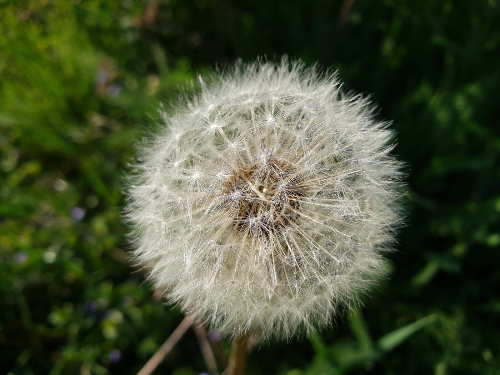 Samsung Galaxy S9+ sample photo. Dandelion, closeup, nature photography