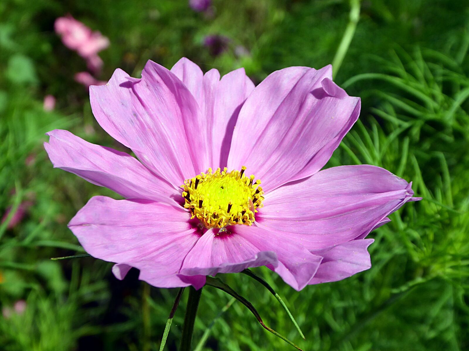 Panasonic Lumix DMC-ZS50 (Lumix DMC-TZ70) sample photo. Cosmos, flower, pink photography