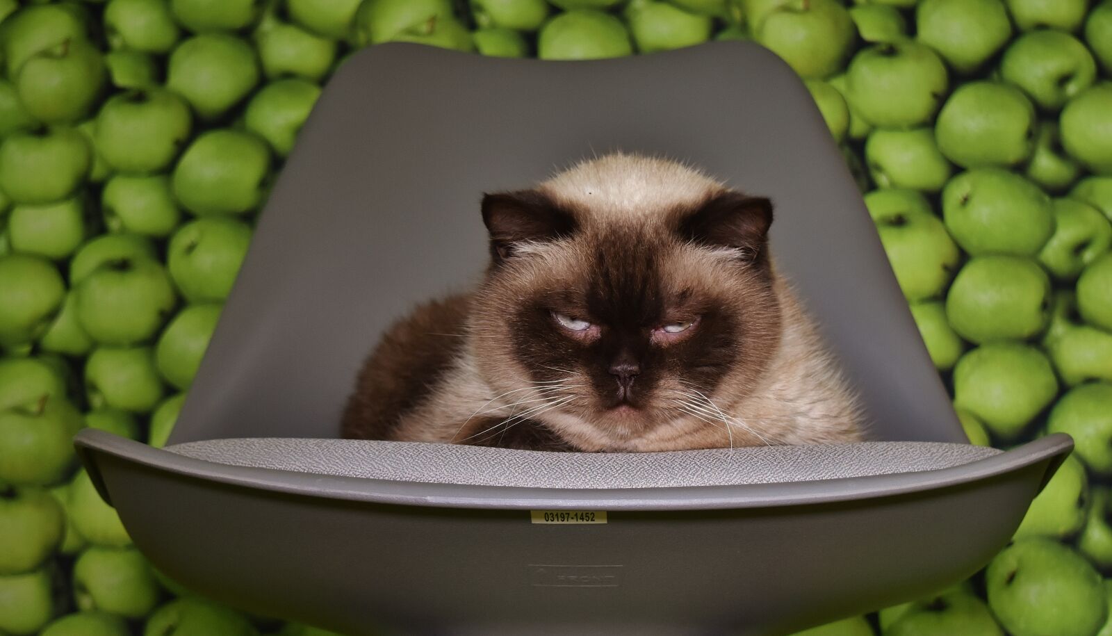 Nikon D7200 sample photo. Chair, cat, concerns photography