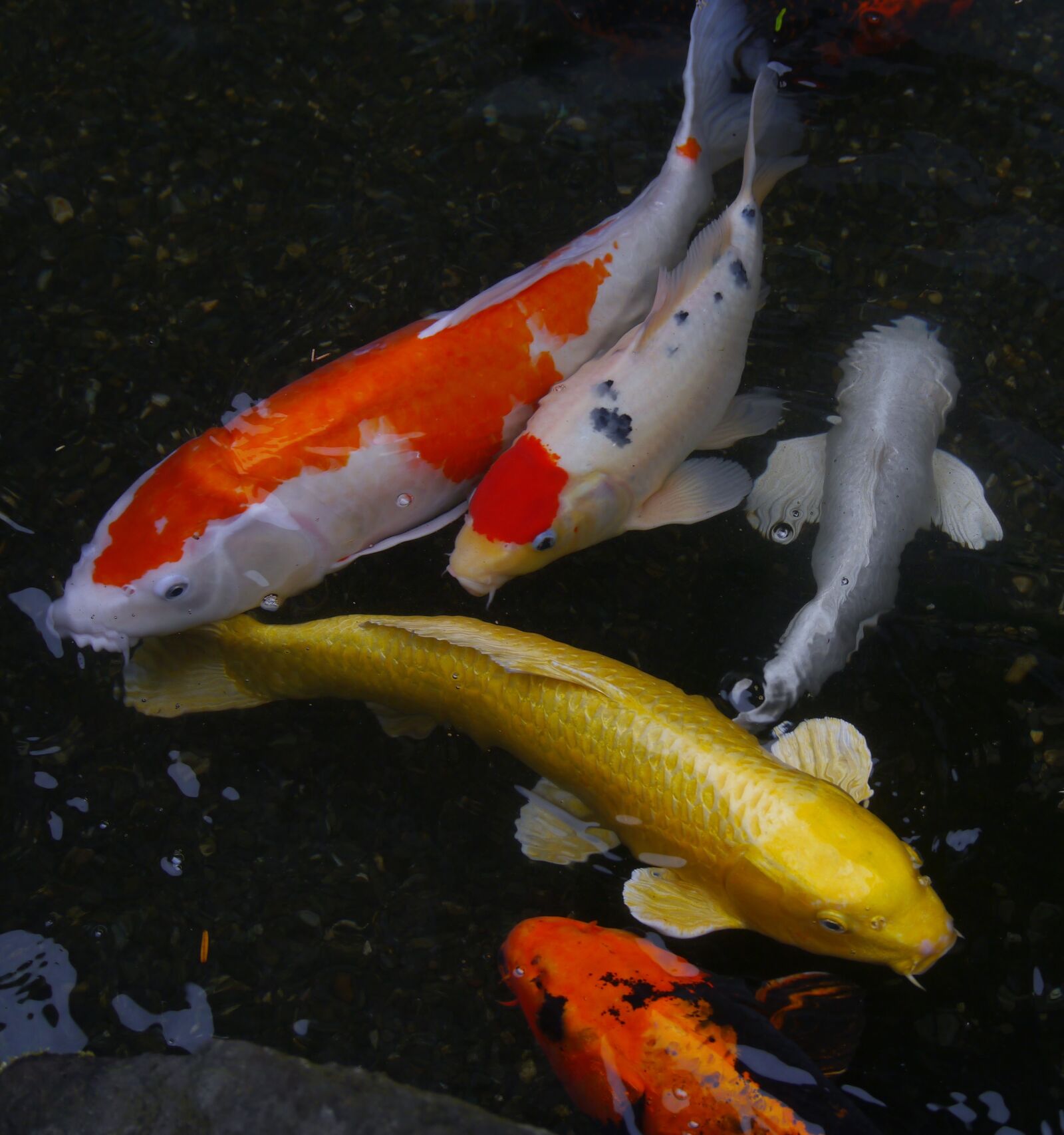 Panasonic Lumix DMC-GX1 sample photo. Aquarium fish, colored carp photography