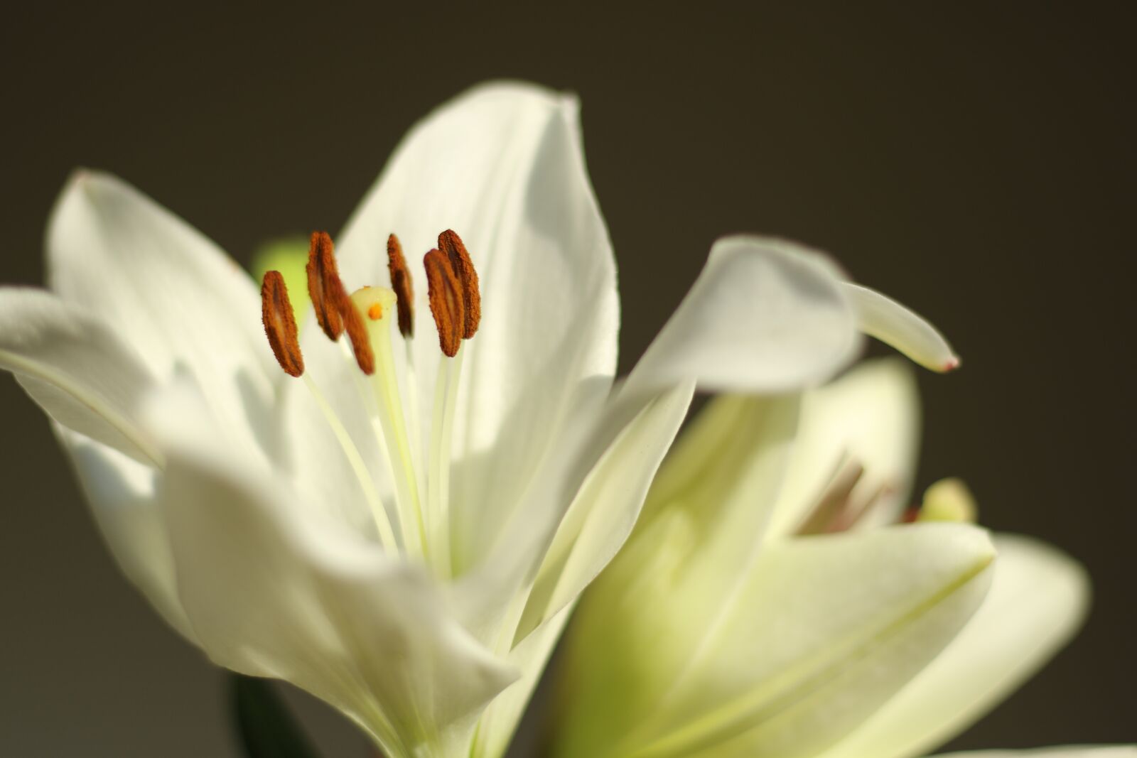 Canon EOS 7D Mark II sample photo. Flower, lily, white photography