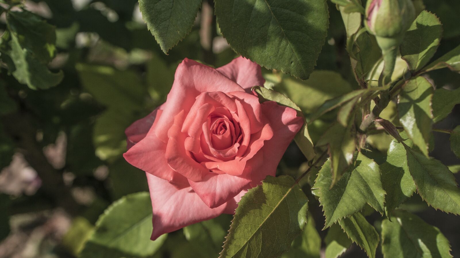 Sony a6000 + Sony E PZ 18-105mm F4 G OSS sample photo. Rosa, red, flower photography