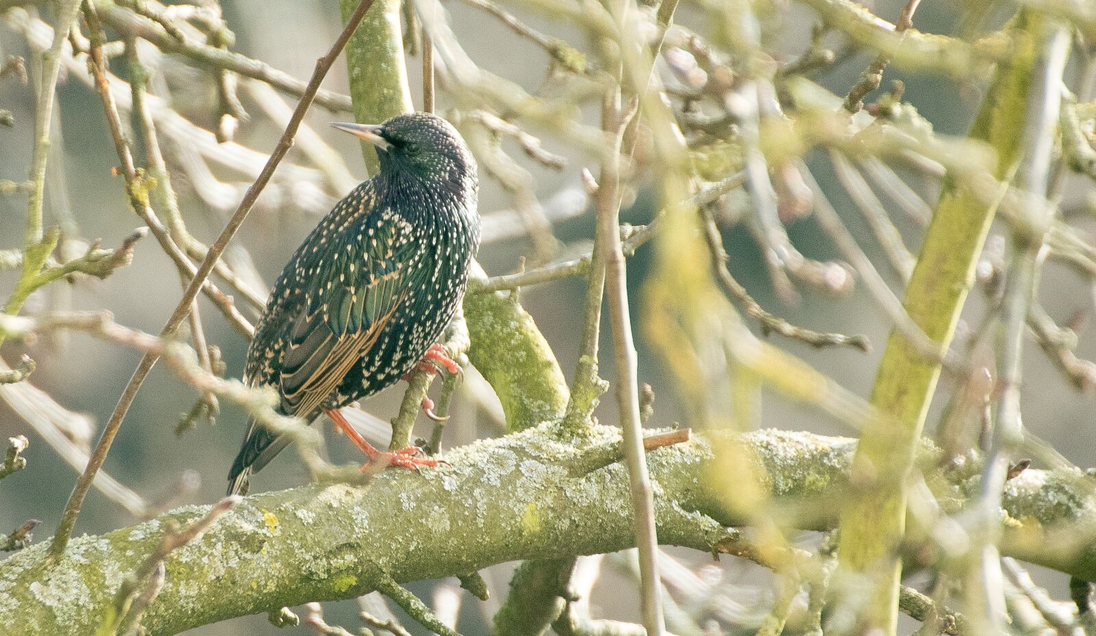 Canon EOS 7D Mark II sample photo. Star, bird, songbird photography