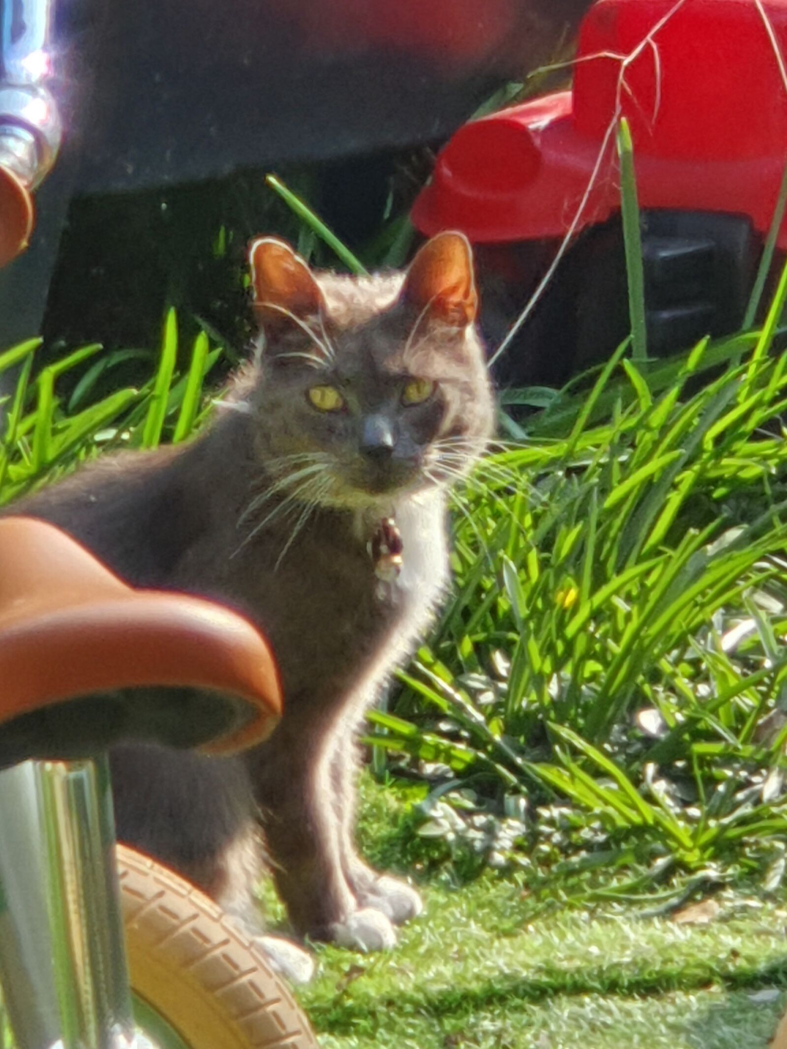 Samsung SM-G973F sample photo. Cat, grey, garden photography