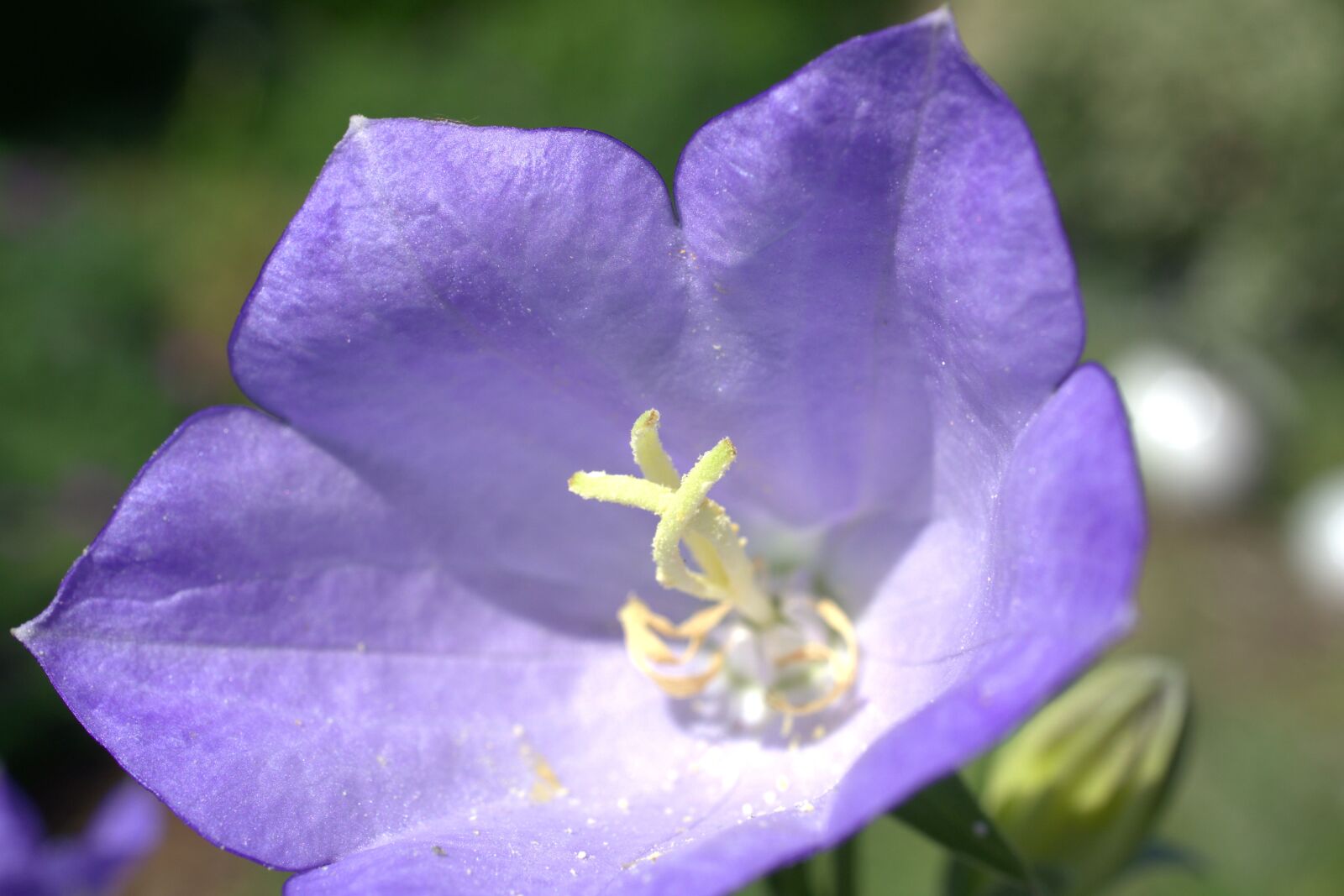 Sony E 30mm F3.5 Macro sample photo. Flower, blossom, bloom photography