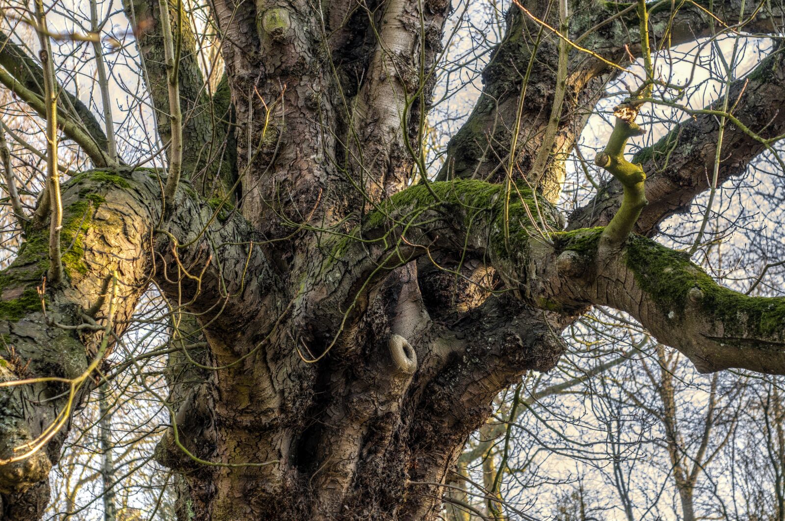 Nikon D300 sample photo. Tree, trunk, branch photography
