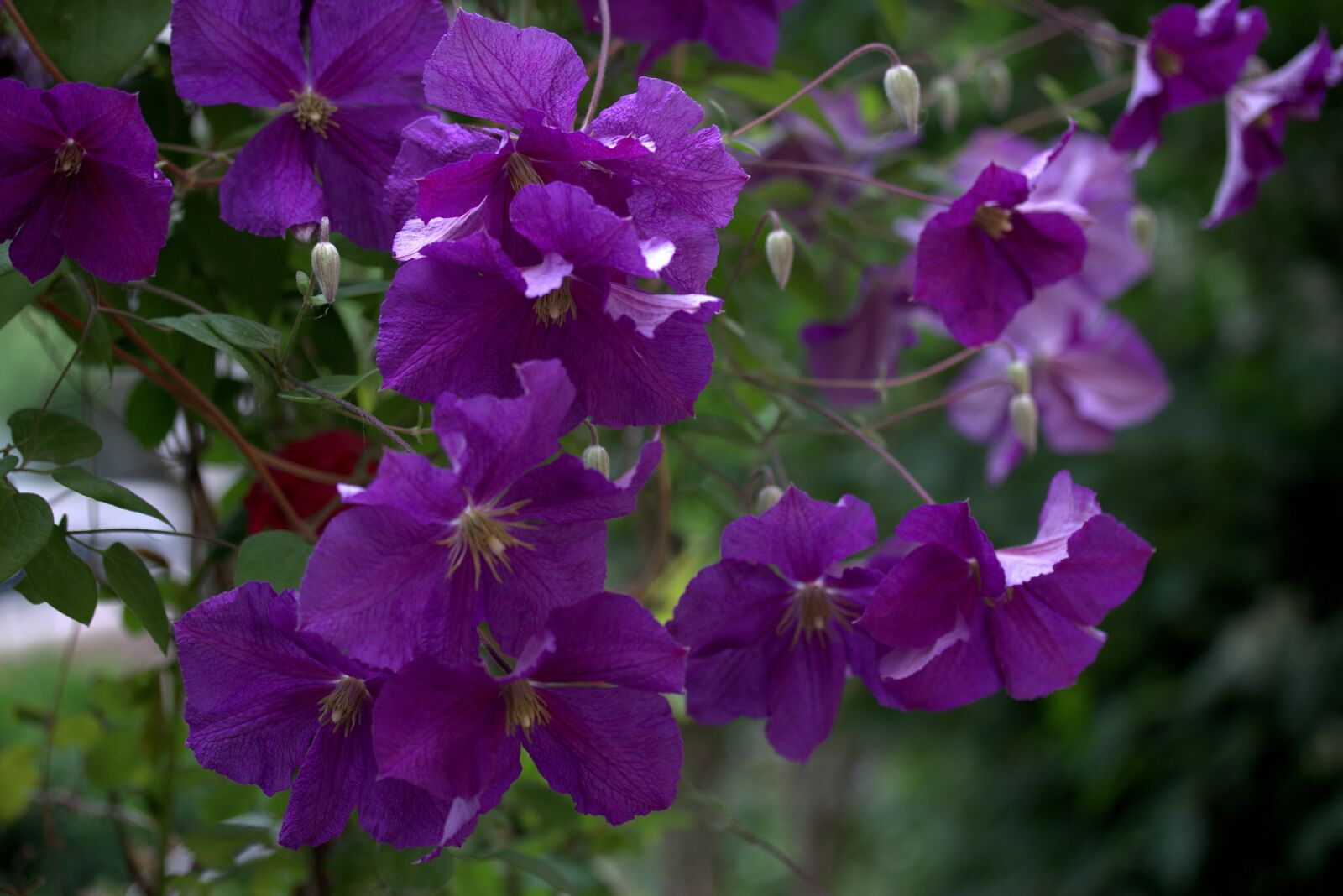 Canon EF-S 60mm F2.8 Macro USM sample photo. Clematita, flower, mov photography