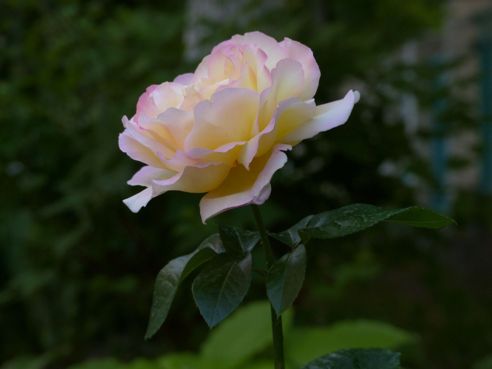 Panasonic Lumix DMC-FZ200 sample photo. Rose, flower, tender rose photography