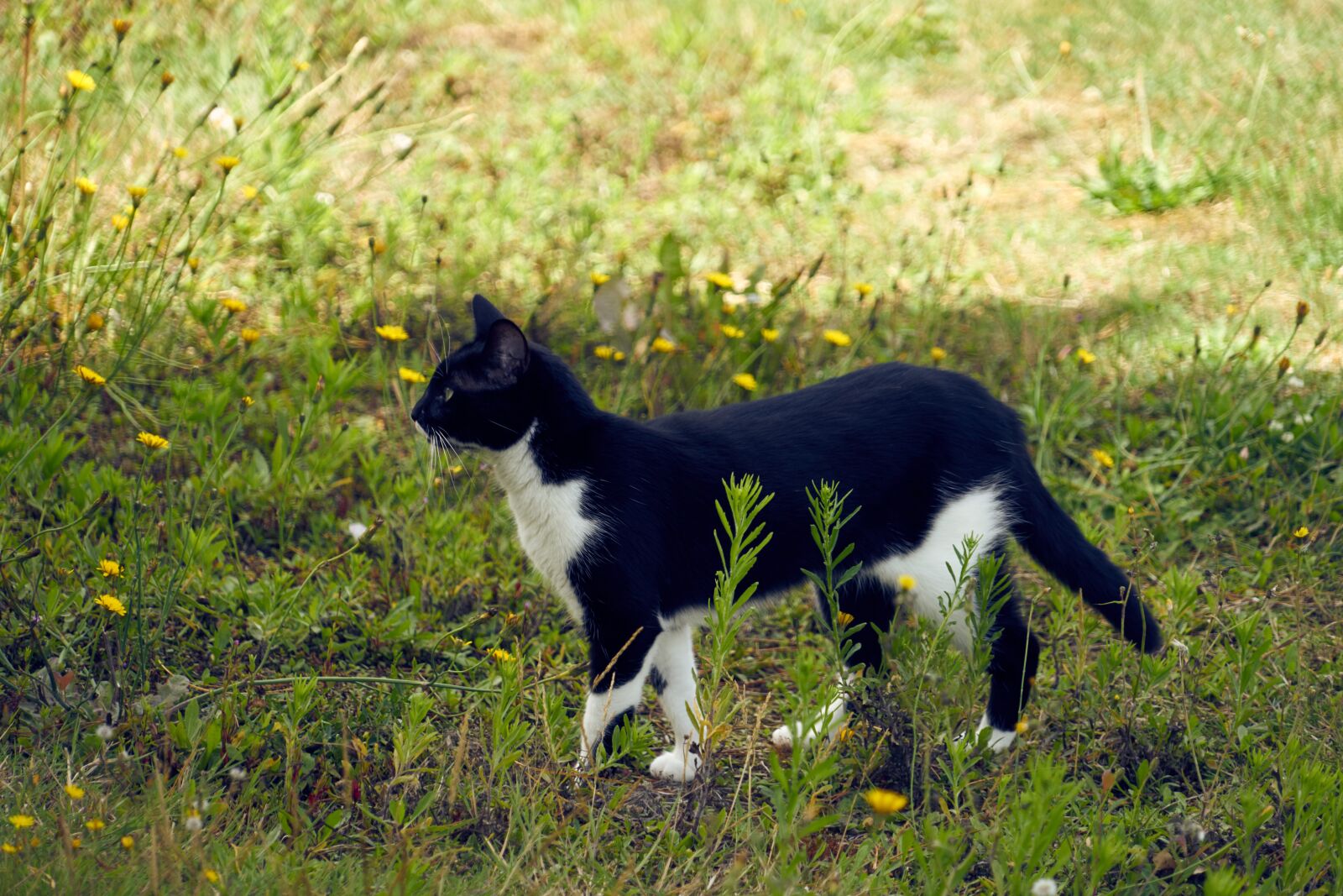 Sony FE 24-240mm F3.5-6.3 OSS sample photo. Cat, feline, animal photography