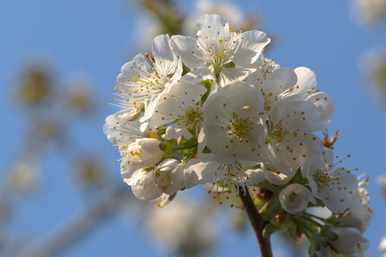 Nikon D5600 sample photo. Flowers, white, cherry blossoms photography
