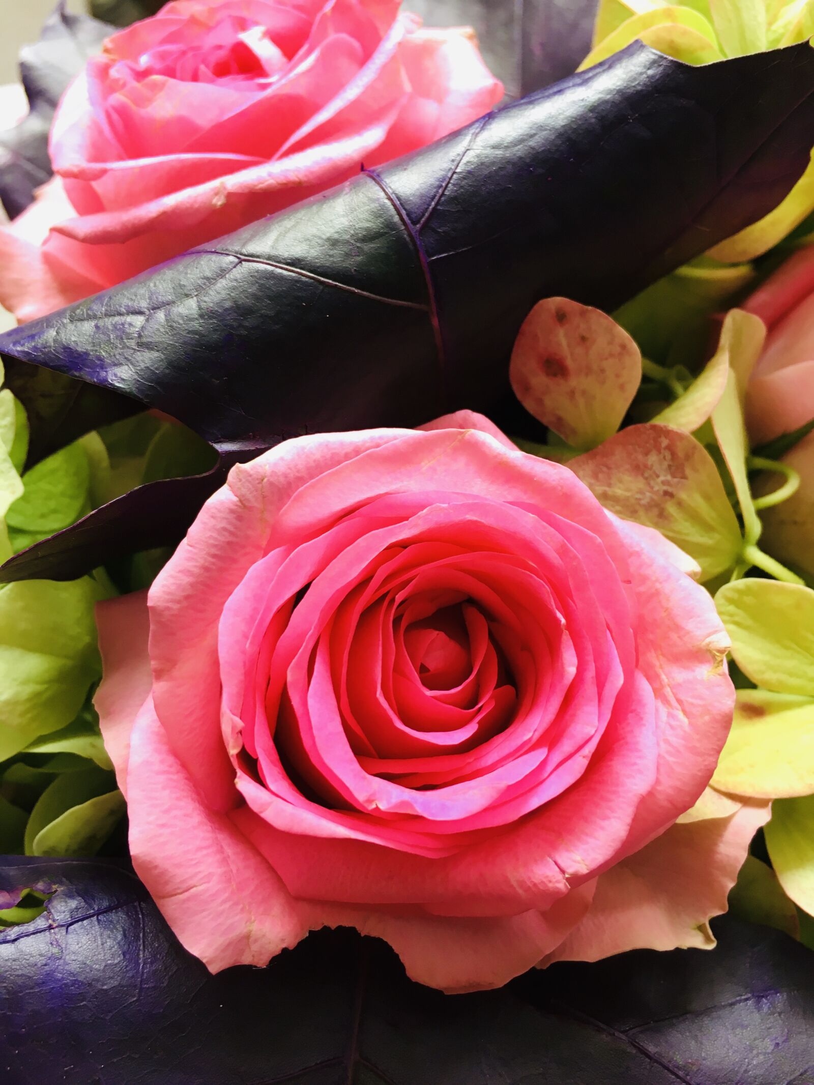 iPhone 6s back camera 4.15mm f/2.2 sample photo. Rose, fleurs, floral photography