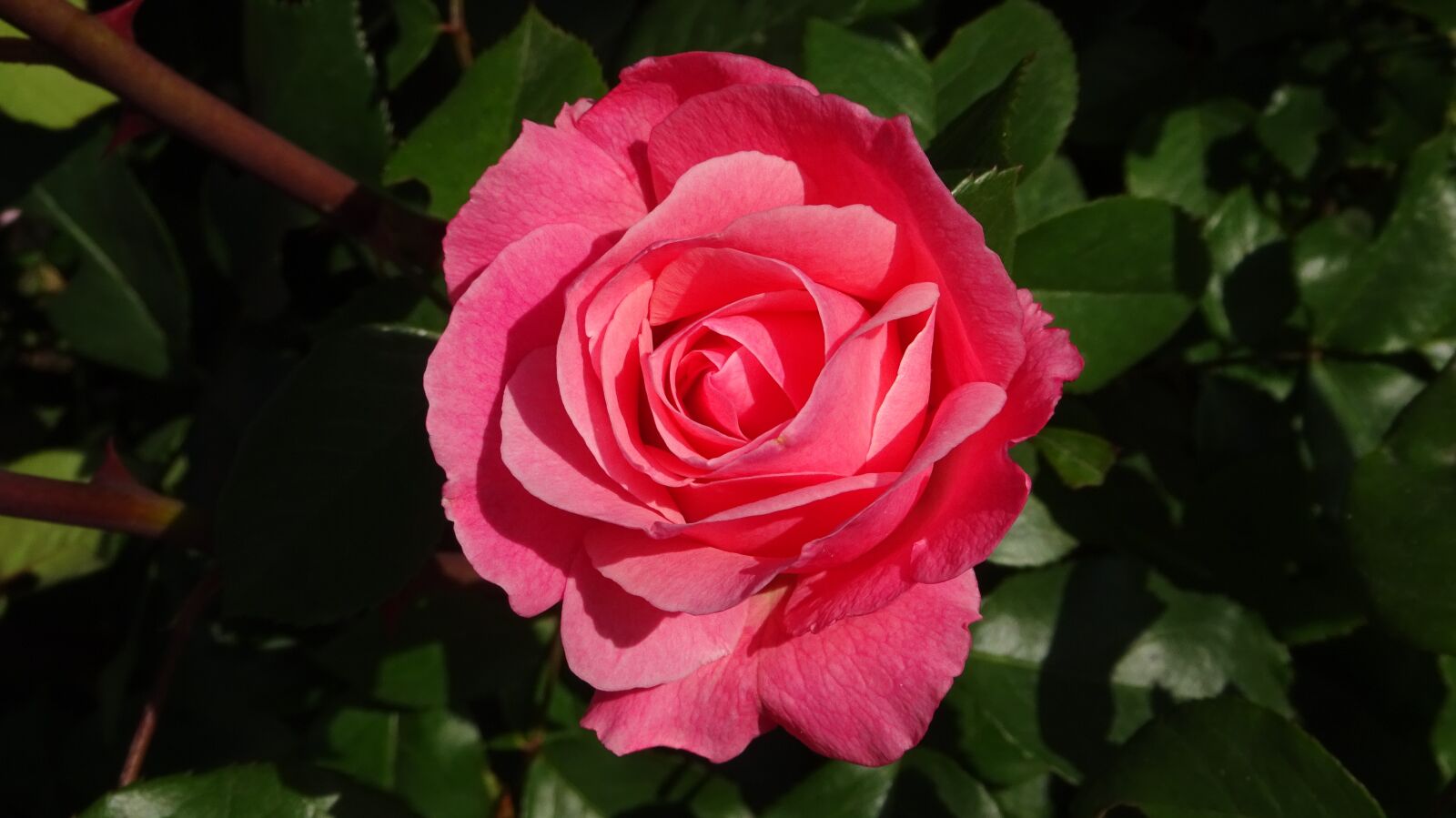 Sony Cyber-shot DSC-WX350 sample photo. Roses, flowers, red rose photography