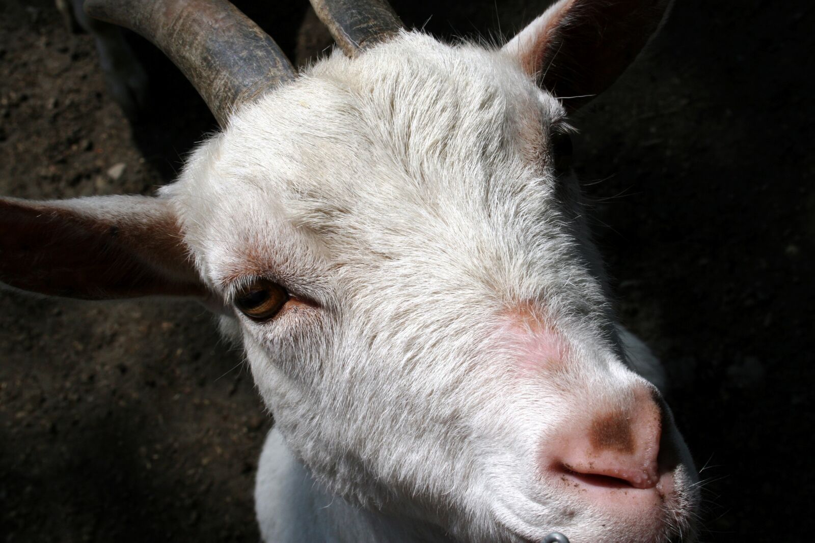 Canon EOS 30D sample photo. Animal, white goat, farm photography