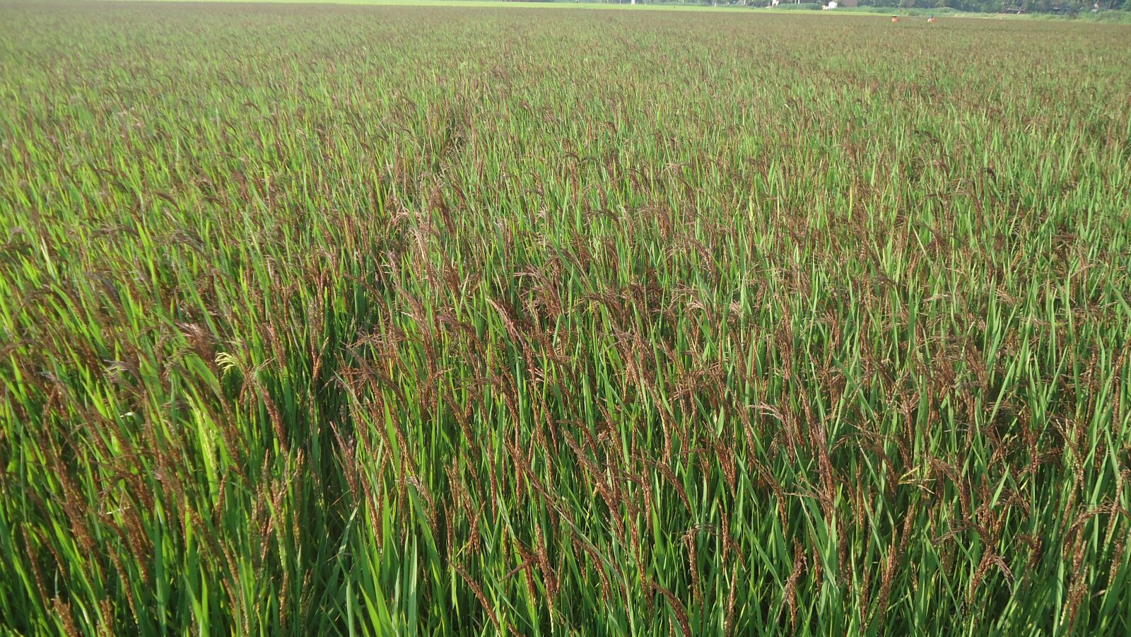 Sony Cyber-shot DSC-W530 sample photo. Rice purple, rice herbal photography