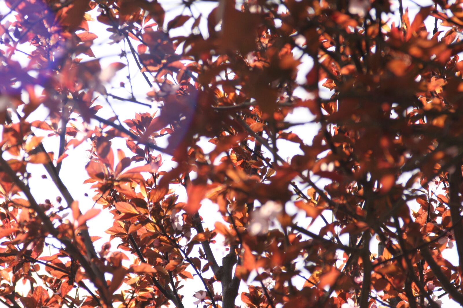 Canon EOS 350D (EOS Digital Rebel XT / EOS Kiss Digital N) sample photo. Blur, bush, fade, fall photography