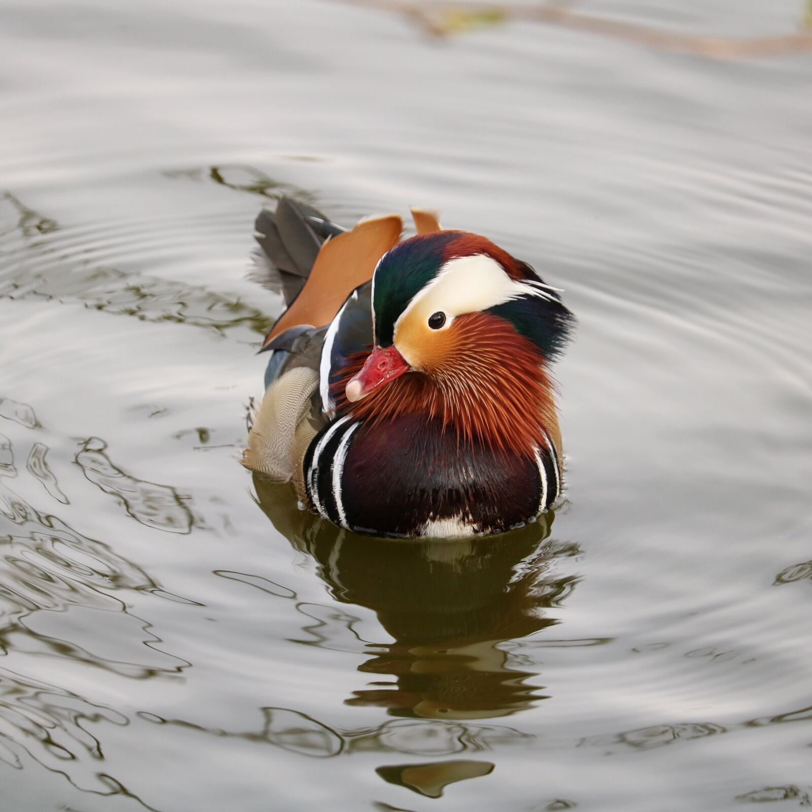 Canon EOS 750D (EOS Rebel T6i / EOS Kiss X8i) sample photo. Bird, duck, animal world photography