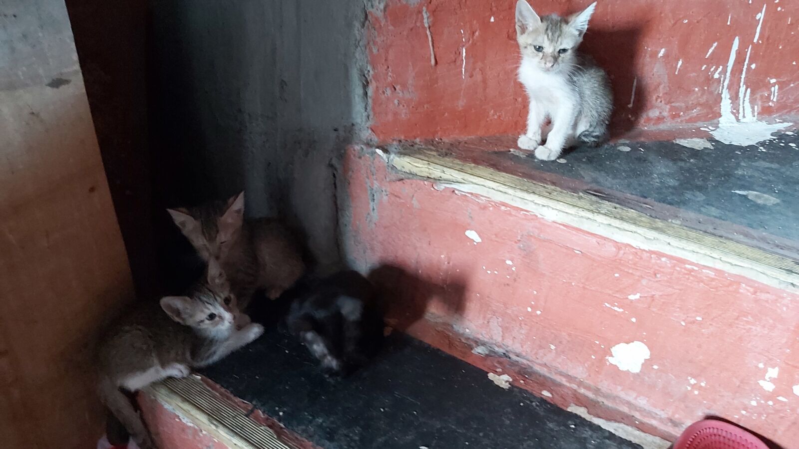 Samsung Galaxy A70 sample photo. Kittens, kitty, cats photography